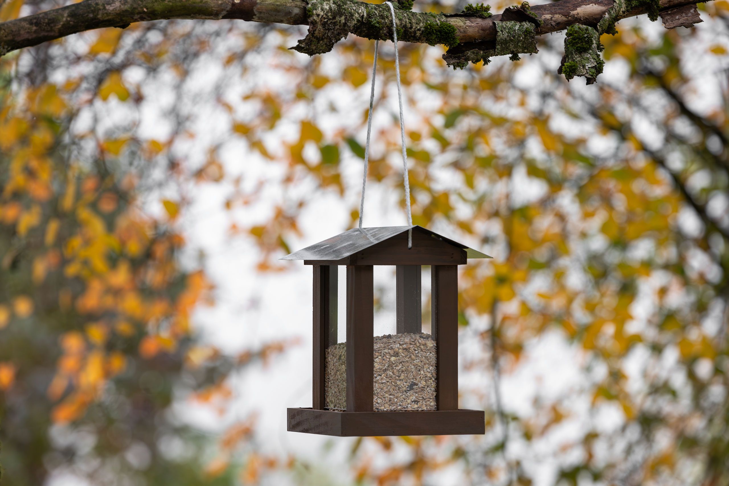 bird feeder, hanging, wooden, grain, outdoor