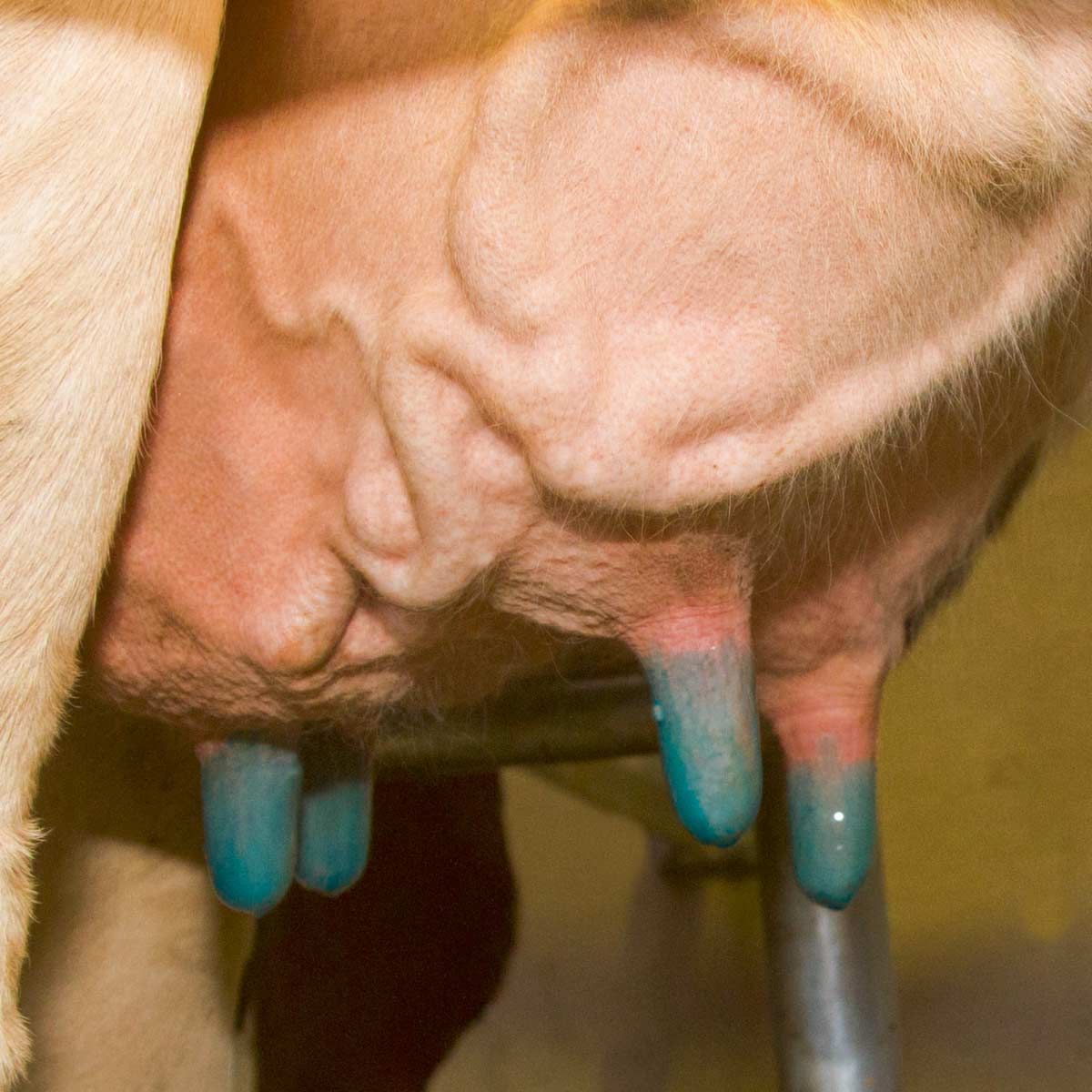 Cow's udder with four teats, dipped blue after milking
