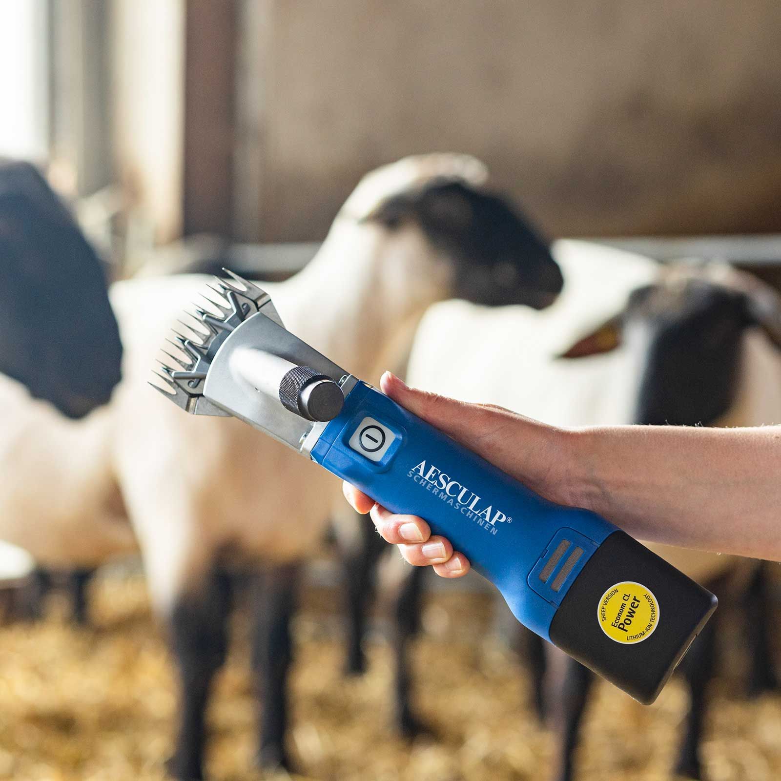 Aesculap Econom NOVA CL Tosatrice pecore a batteria, lame, in uso, in mano