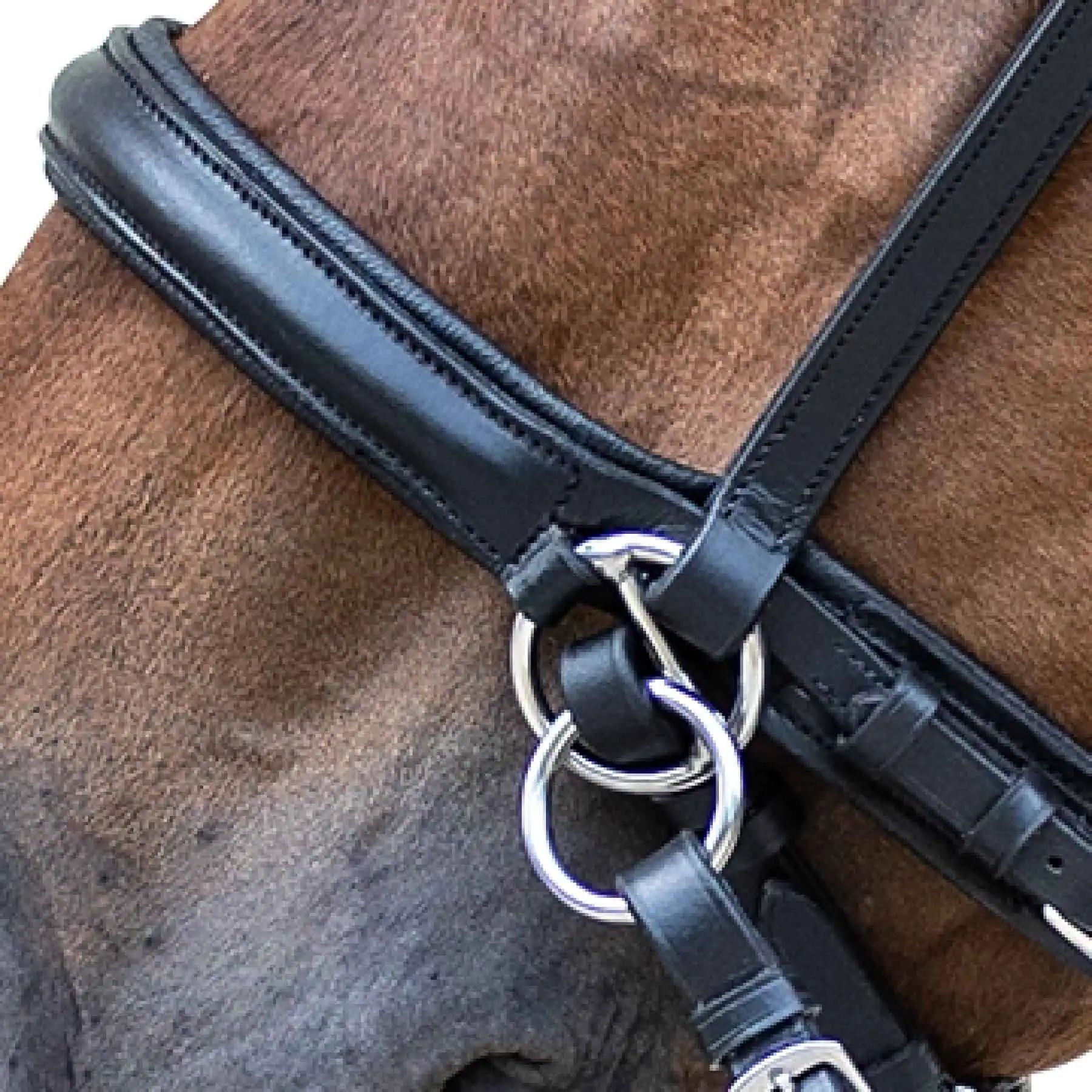 STAR Zaum Gebisslos, gepolstert – Scawbrig-Wirkung für gut ausgebildete Pferde, X-Warmblut