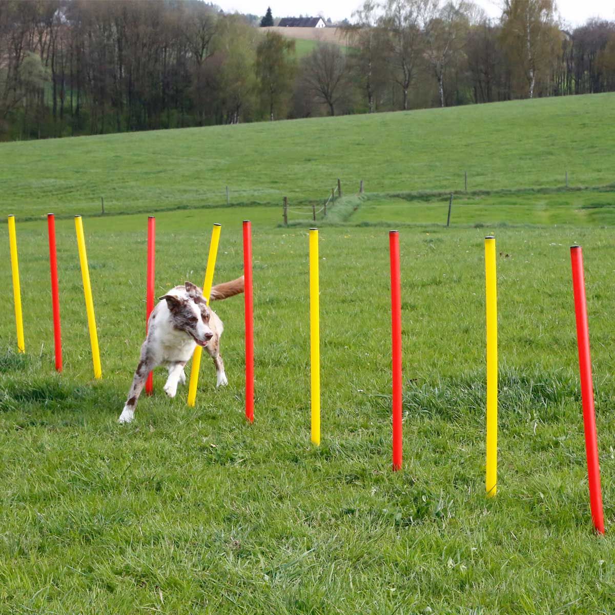 Kerbl Agility Set Hund 3 Delar, Ring, Hoppstav & Slalom, i användning
