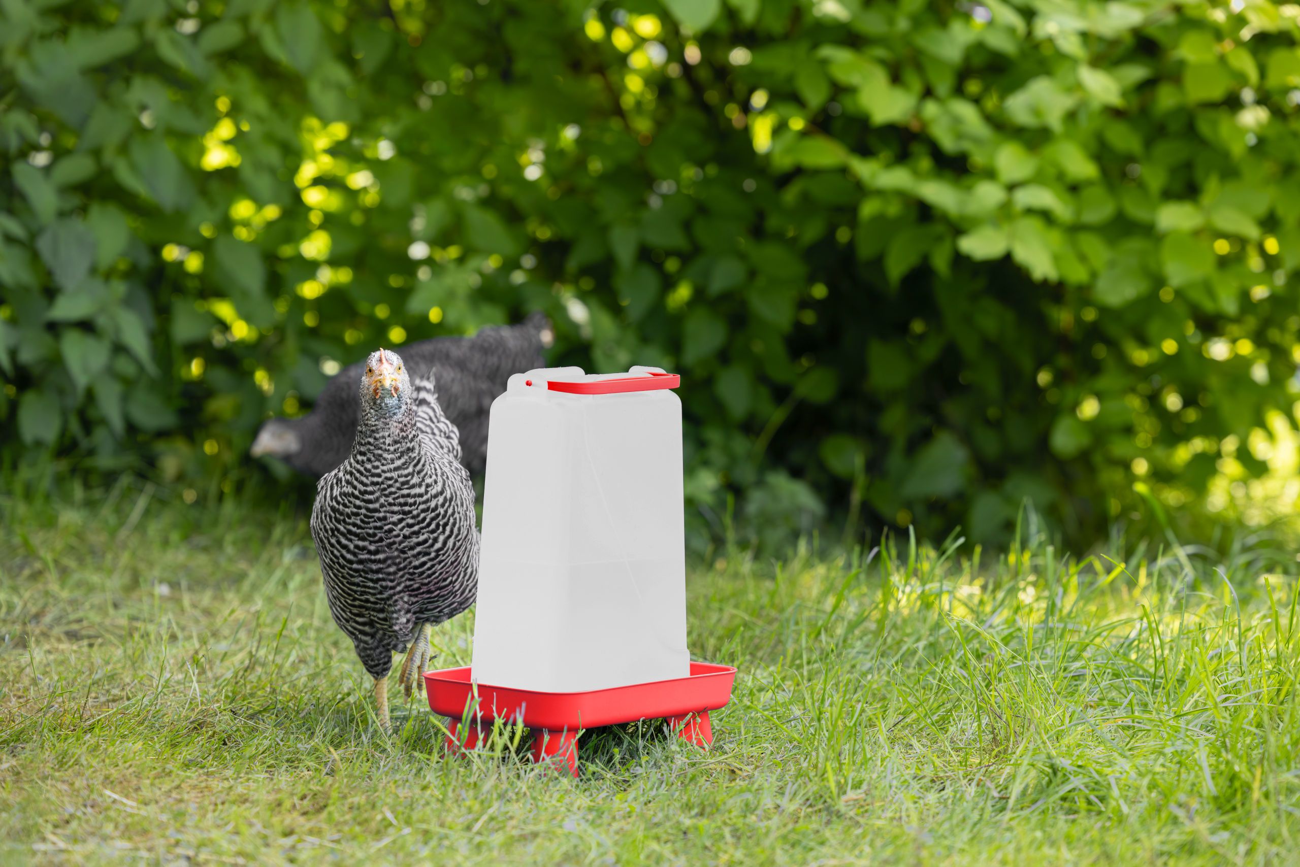 chicken, coops, poultry, waterer, feeders