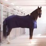 Pferd mit dunkler Decke steht angebunden im Gang eines Stalls mit Boxen
