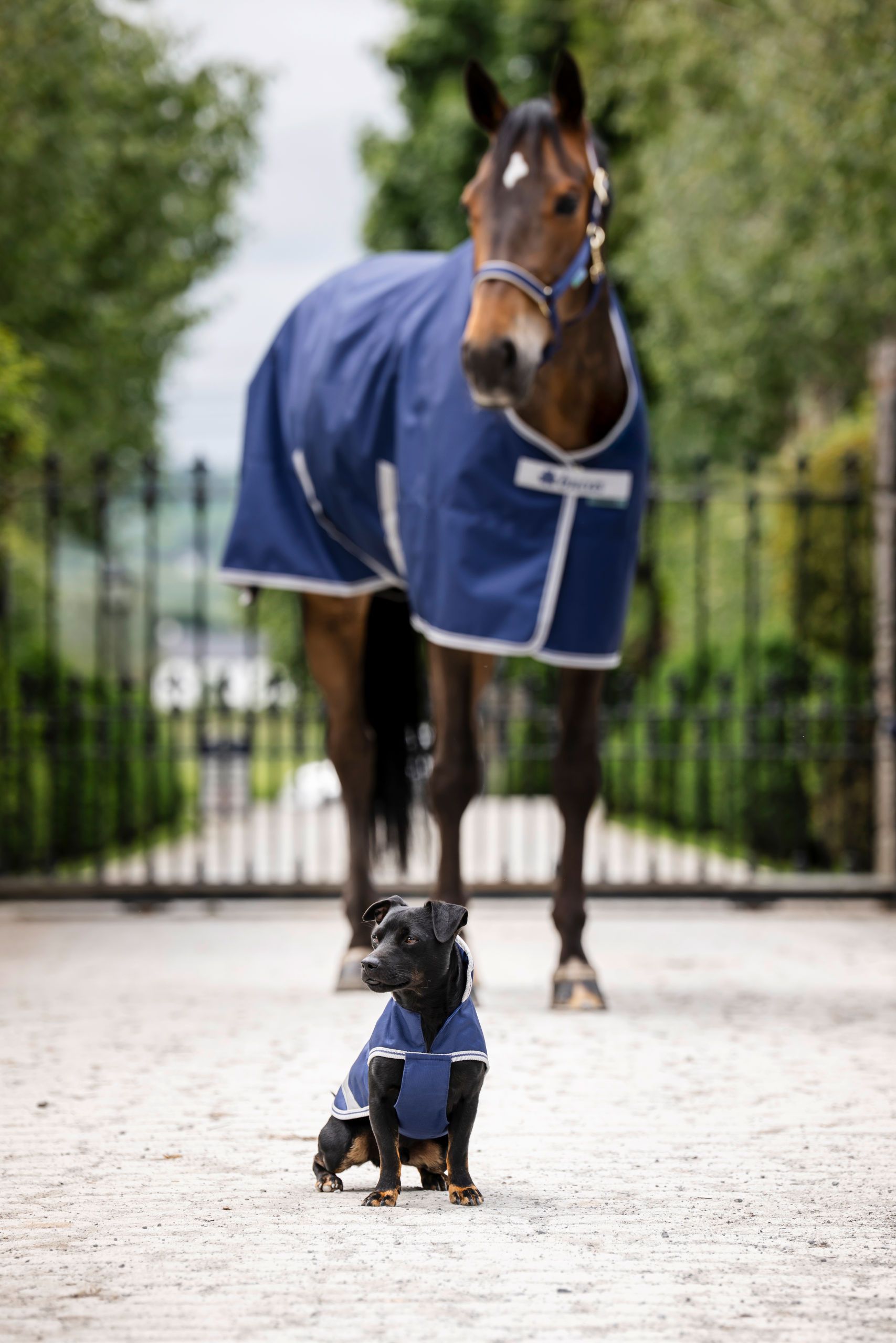 Bucas Freedom Dog Rug 50 Hundemantel wasserdicht, navy