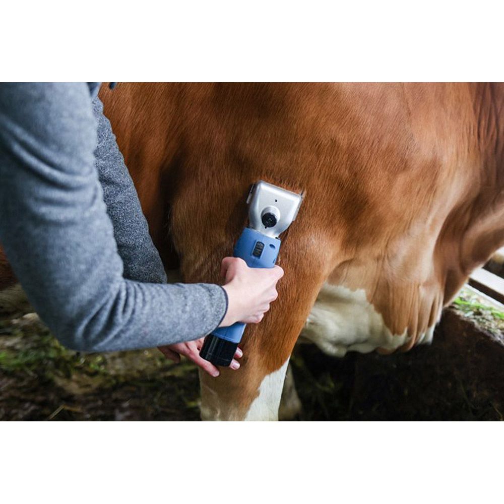 Clipster FarmClipper Akku2 Rinder-Schermaschine, 2x Akku, im Einsatz