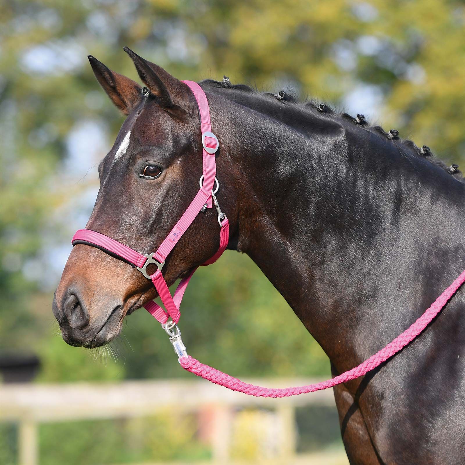 BUSSE Licol SUPREME, sangle rembourrée avec mousqueton, pink COB