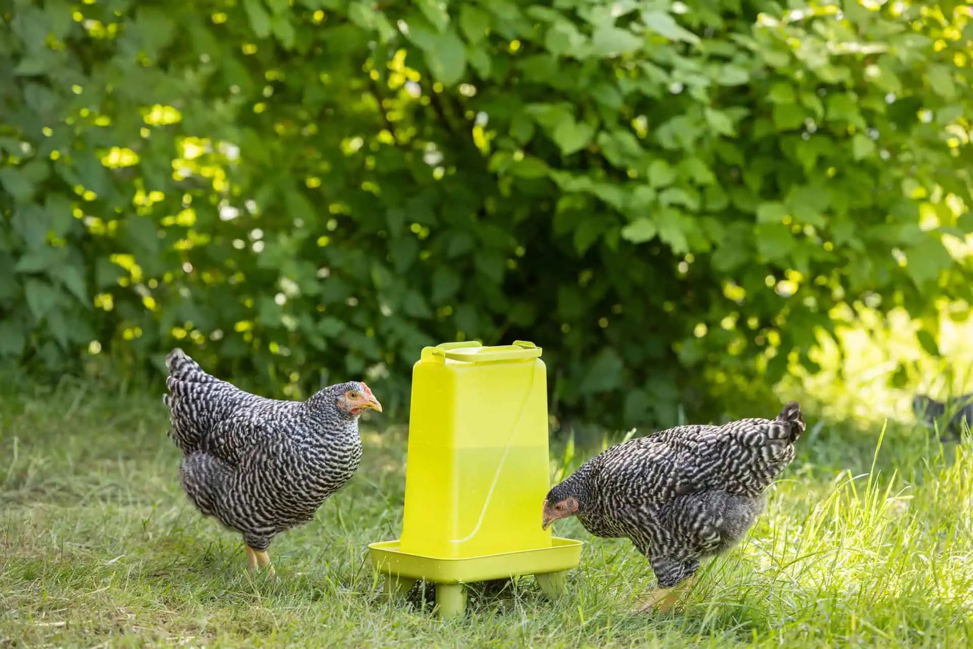 Abreuvoir à volaille Kerbl avec pieds, résistant aux intempéries, 5,5 L
