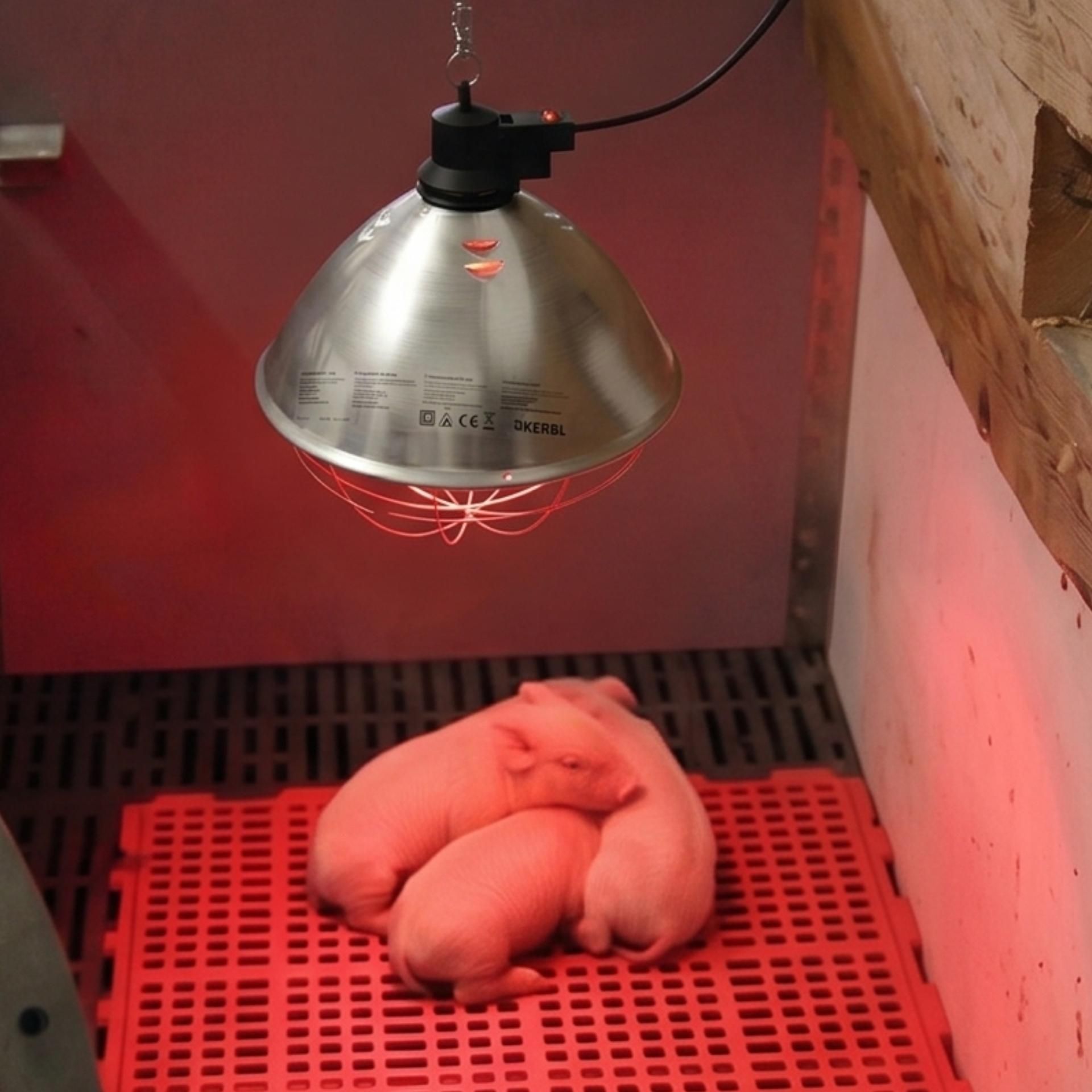 Schweinchen, rosa, Neugeborenes, Lampe, Brutkasten