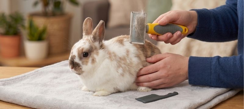 Rabbit Care