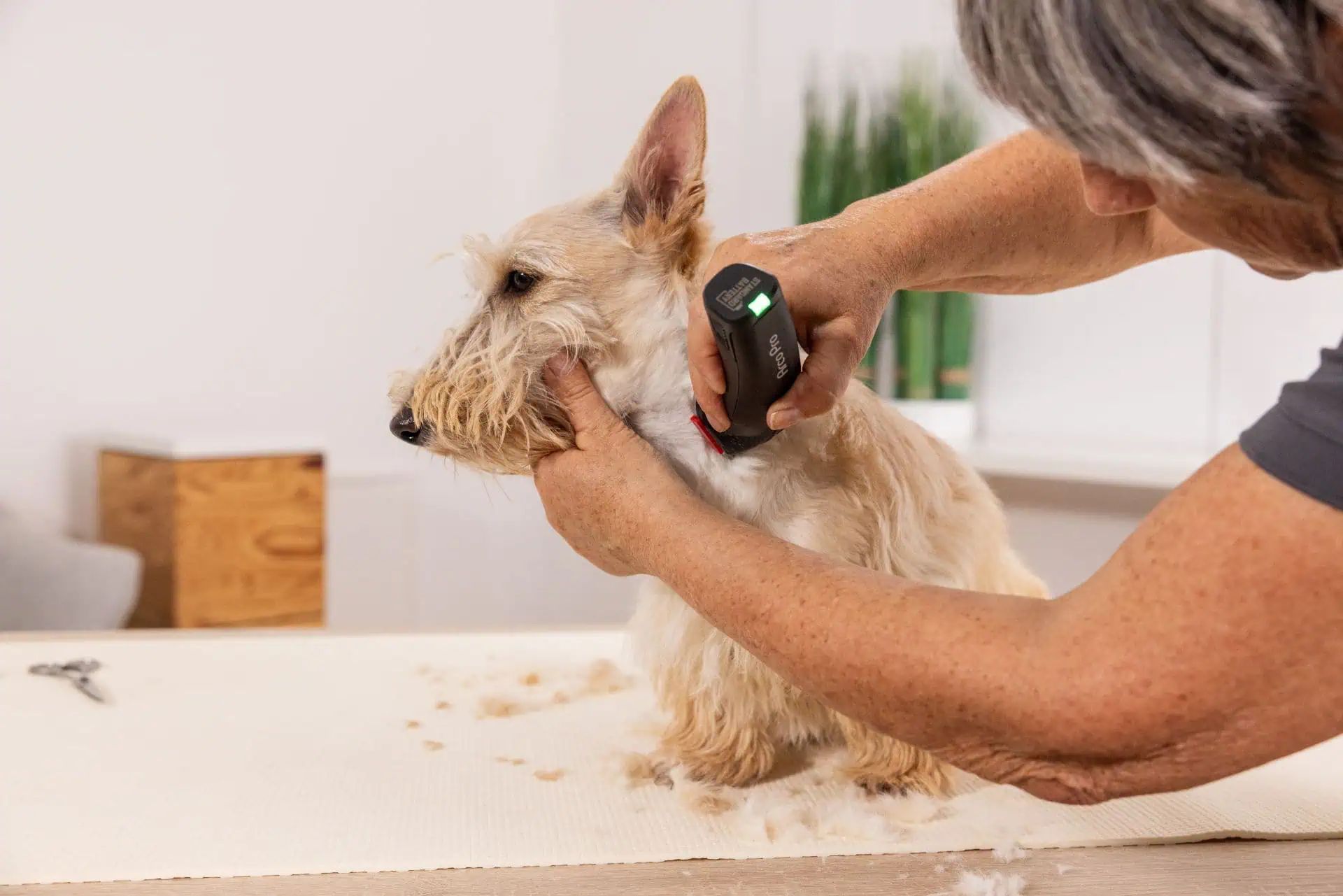 Person schert das Gesicht eines kleinen hellen Hundes mit einem schwarzen Haarschneider