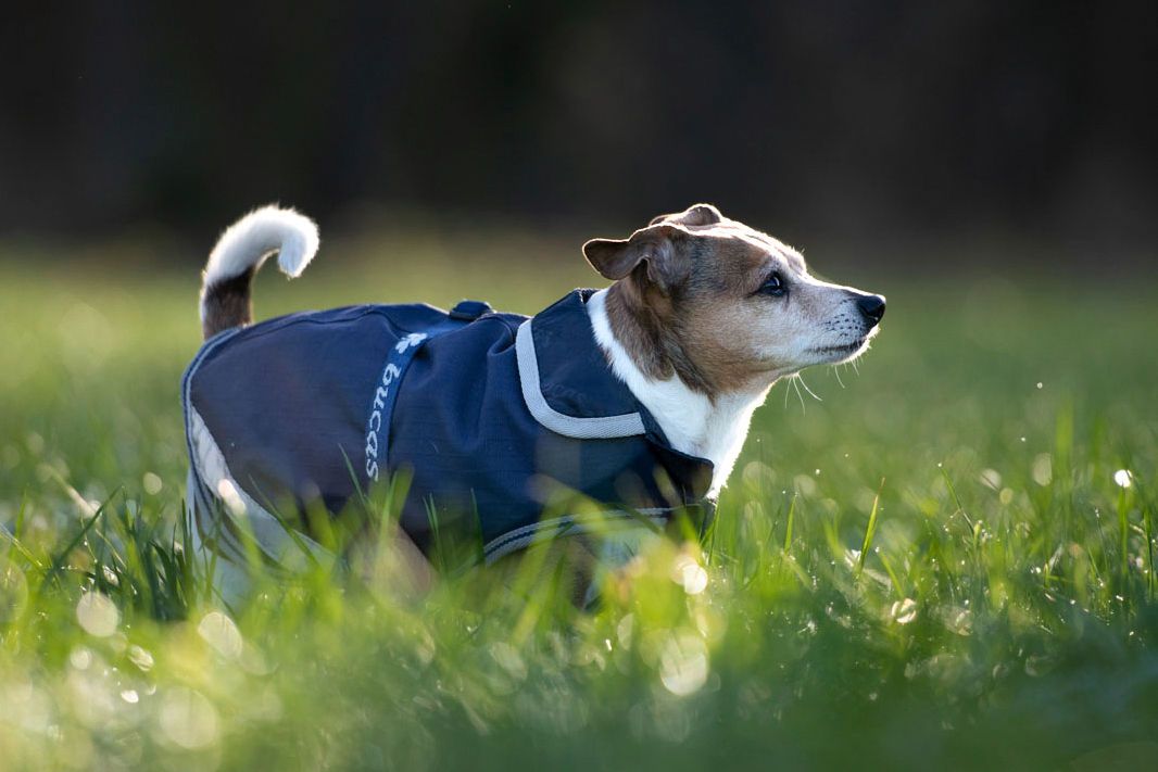 Bucas Freedom Dog Rug 50 Hundemantel wasserdicht, navy