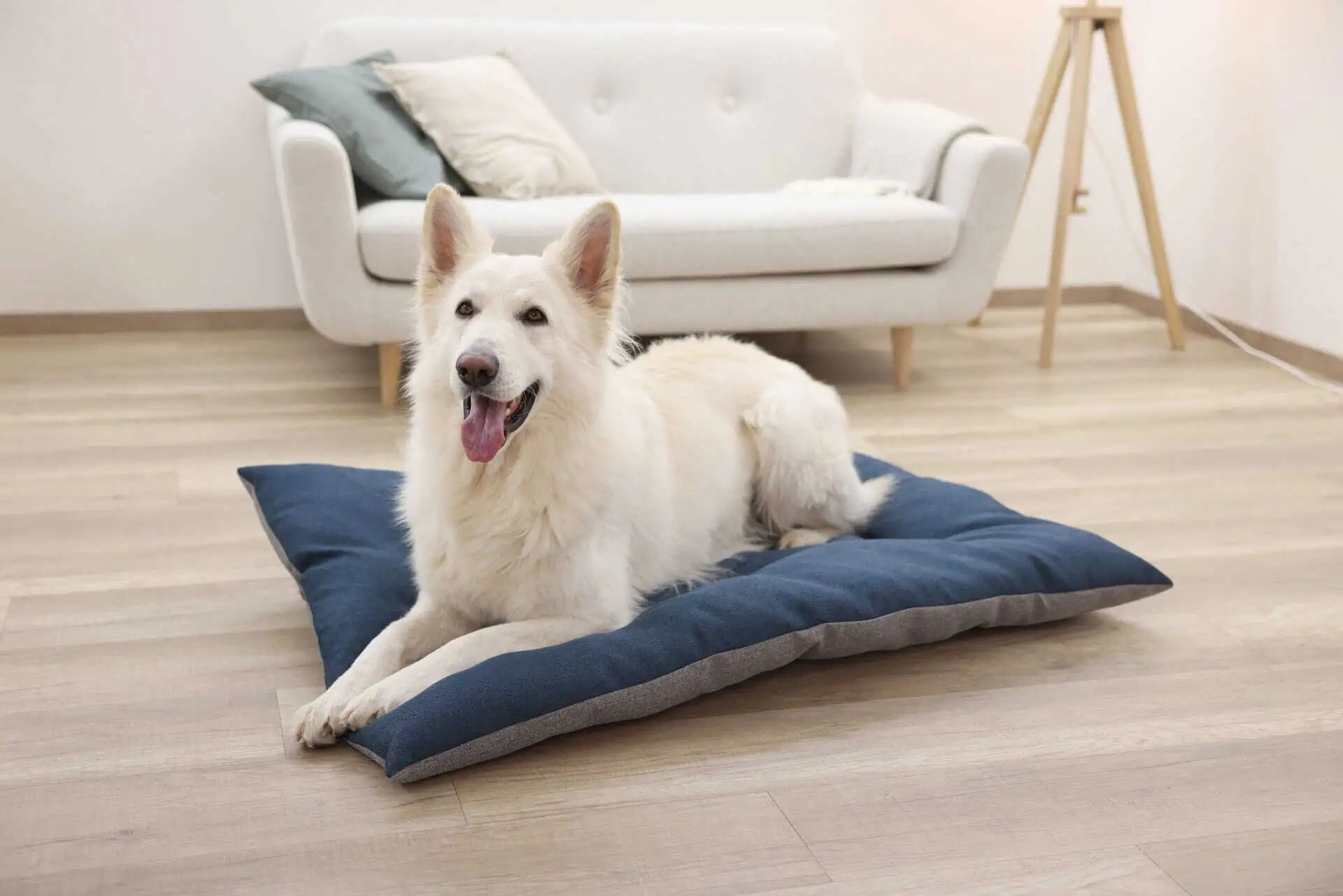 Kerbl Pet Cuscino per animali Ely, reversibile, lavabile, grigio/petrolio, in uso, in casa