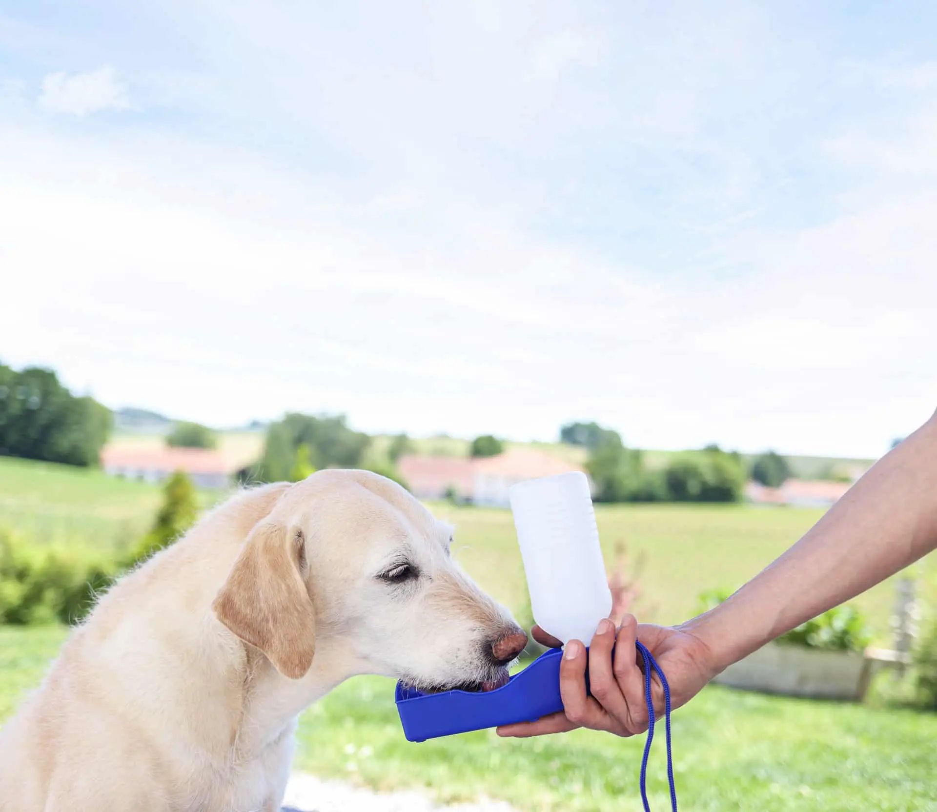 Gourde de voyage Kerbl 250 ml pour chiens, en plastique, bleue, en utilisation, dans la main