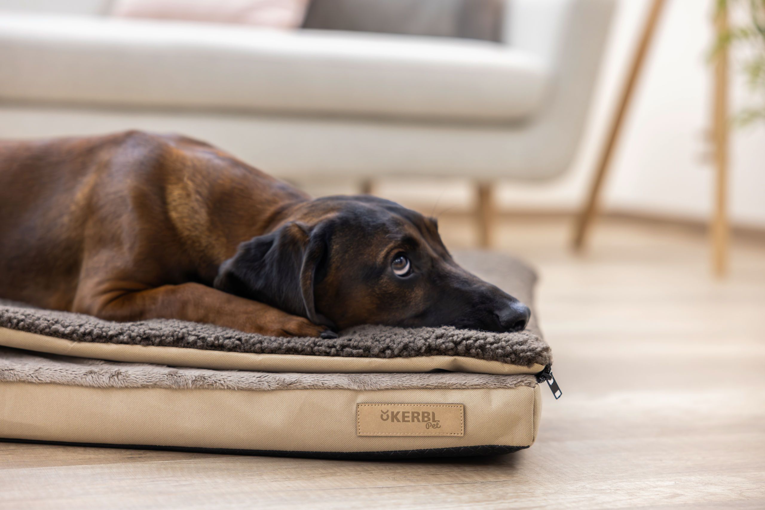 dog bed, pet bed, brown, soft mat, rectangular