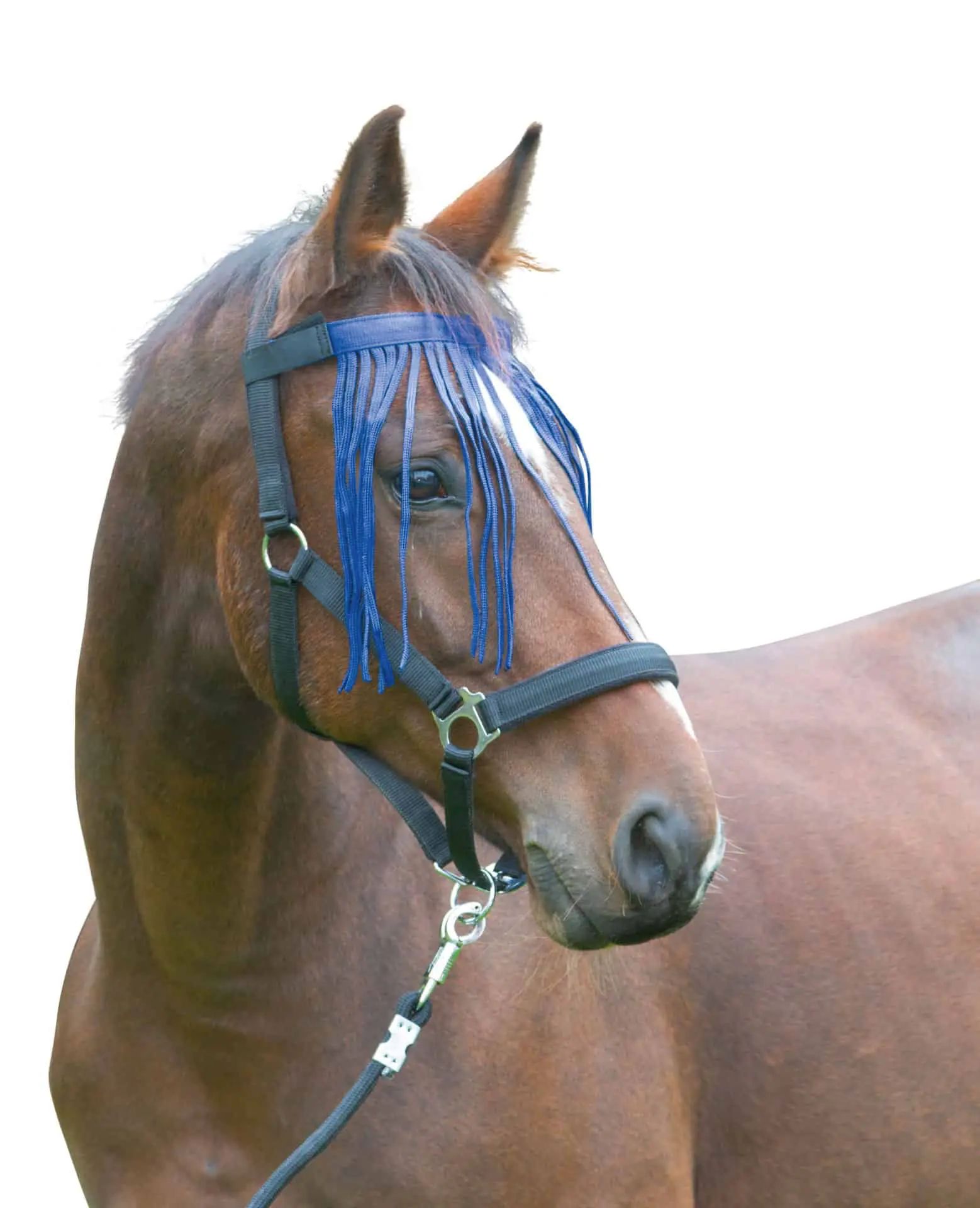 Covalliero Fliegenfransenband mit Klettverschluss für Pferde, navy cob