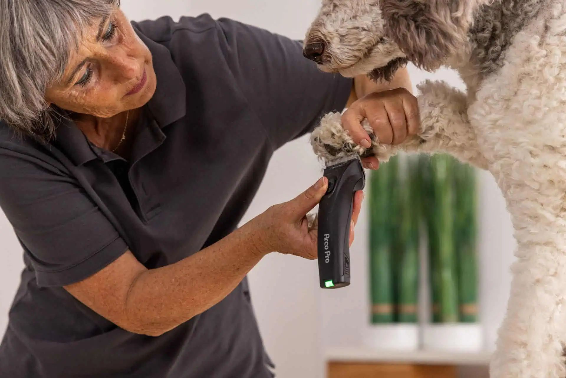 Person schert einen lockigen Hund mit einem schwarzen Haarschneider mit Aufdruck Arco Pro