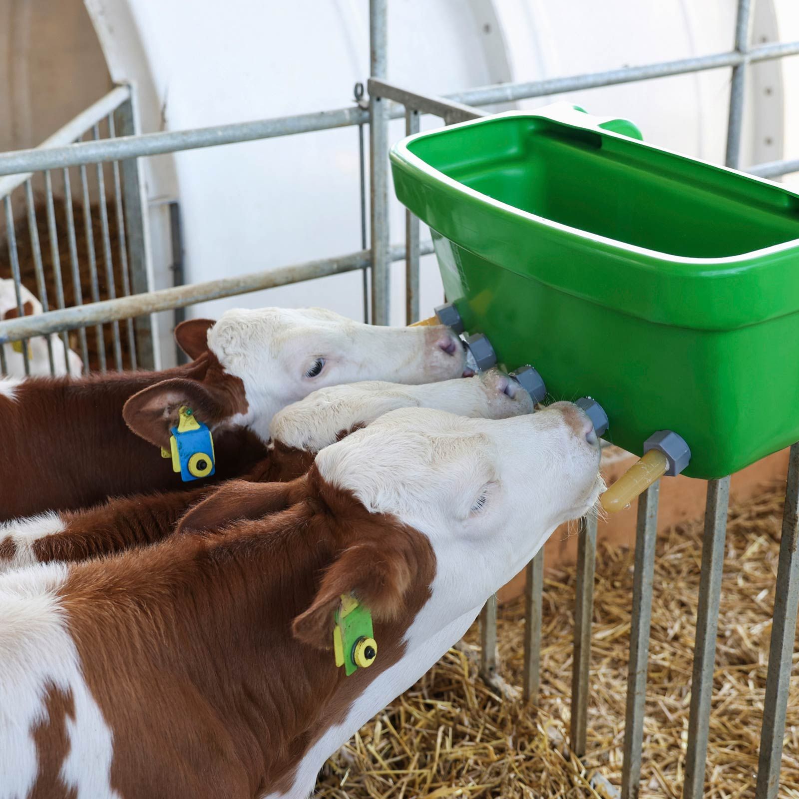 Calf Feeder Tray Multi Feeder with Latex Teats, in use, in the stable
