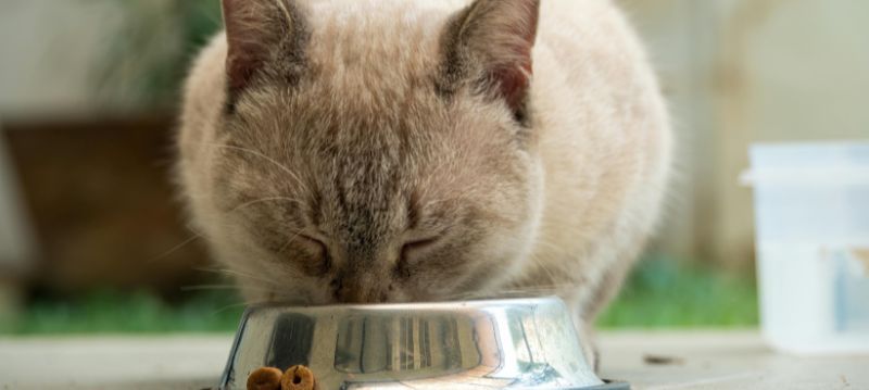 Bol de nourriture pour chat