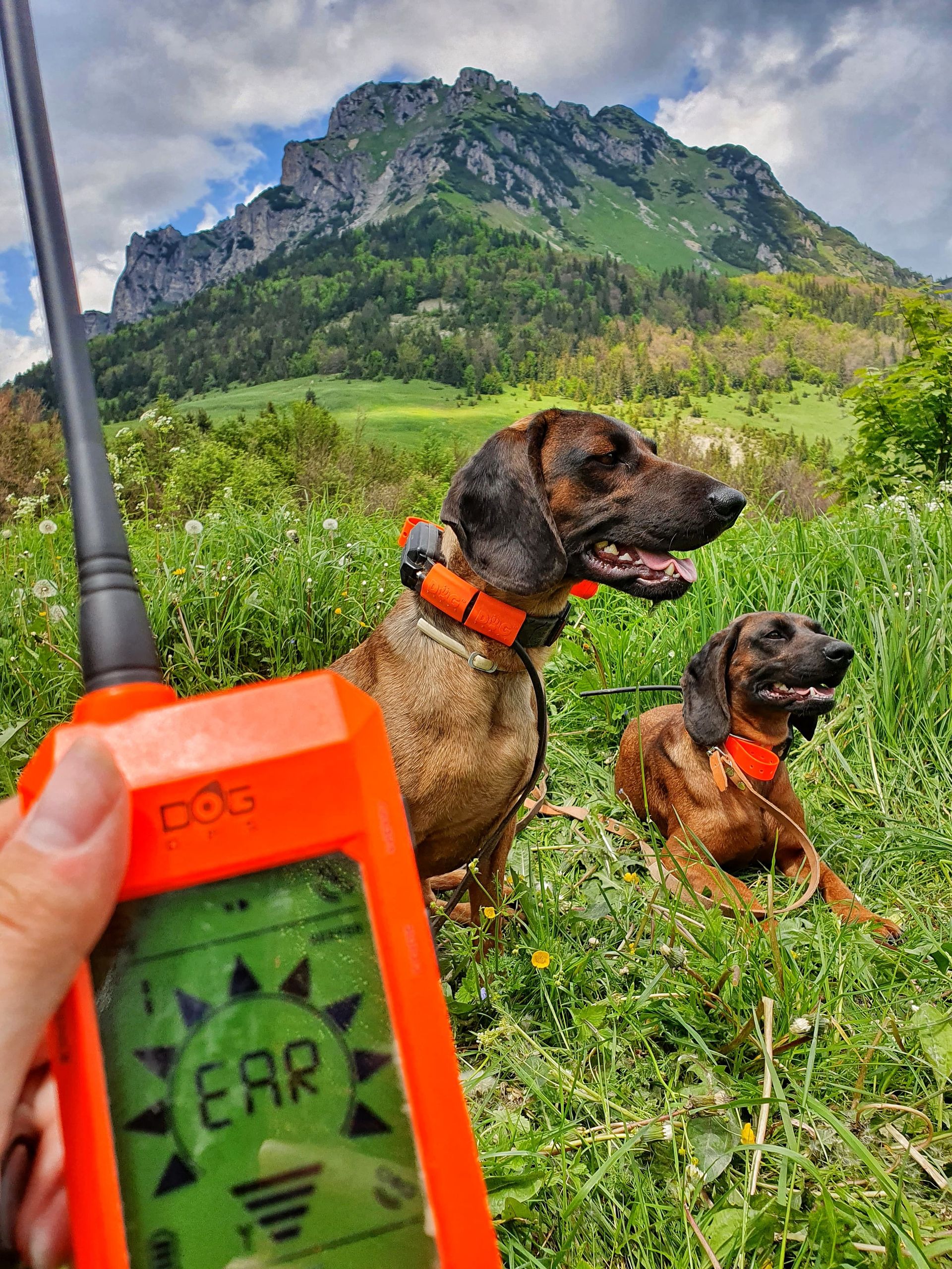 Dogtrace GPS-Halsband X30 med appfunktion, i användning
