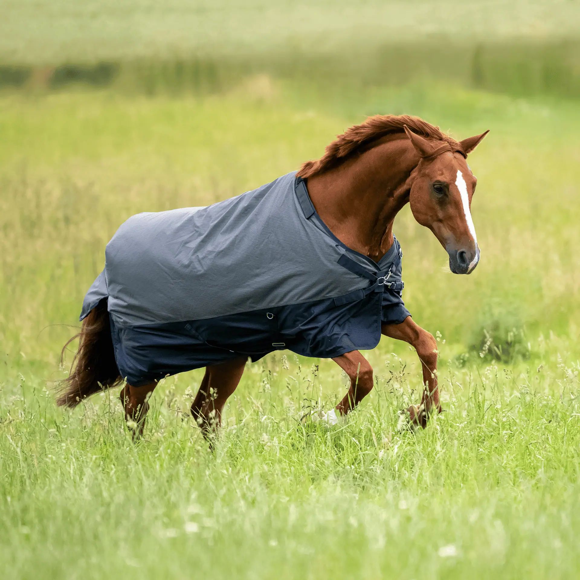 BUSSE Turnout Rug ACTIVE PRO 150 - Waterproof & Breathable, in use
