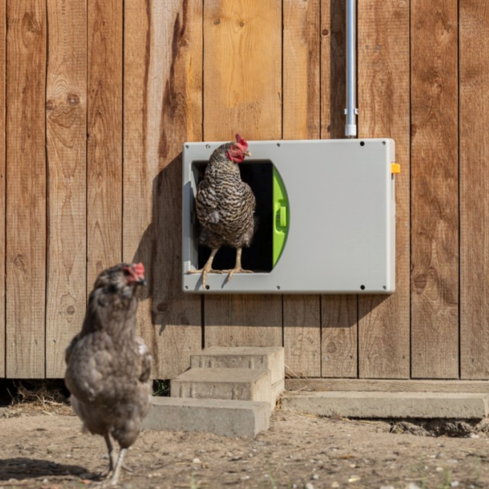 chicken, hen, coop, yard, rear exit