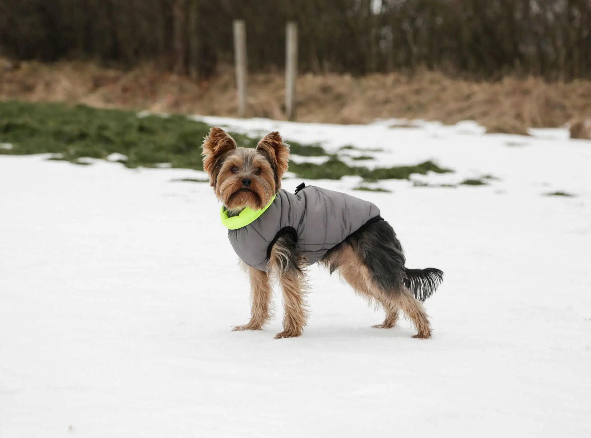 Kerbl Steppmantel Charmonix, wendbar, Hundemantel grau/gelb, im Einsatz