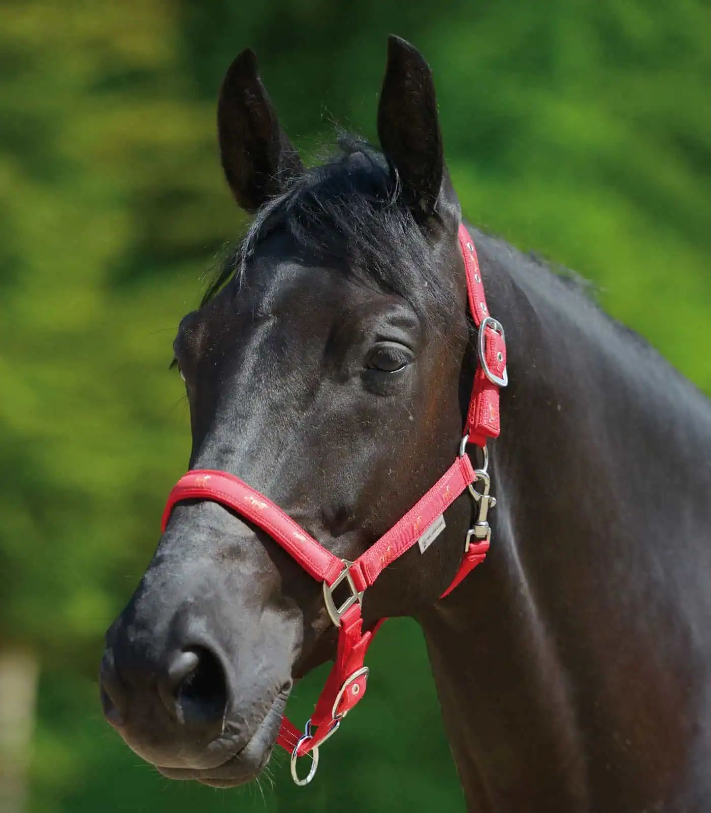 Licol Waldhausen Petits Chevaux, rembourré & réglable, rouge, COB