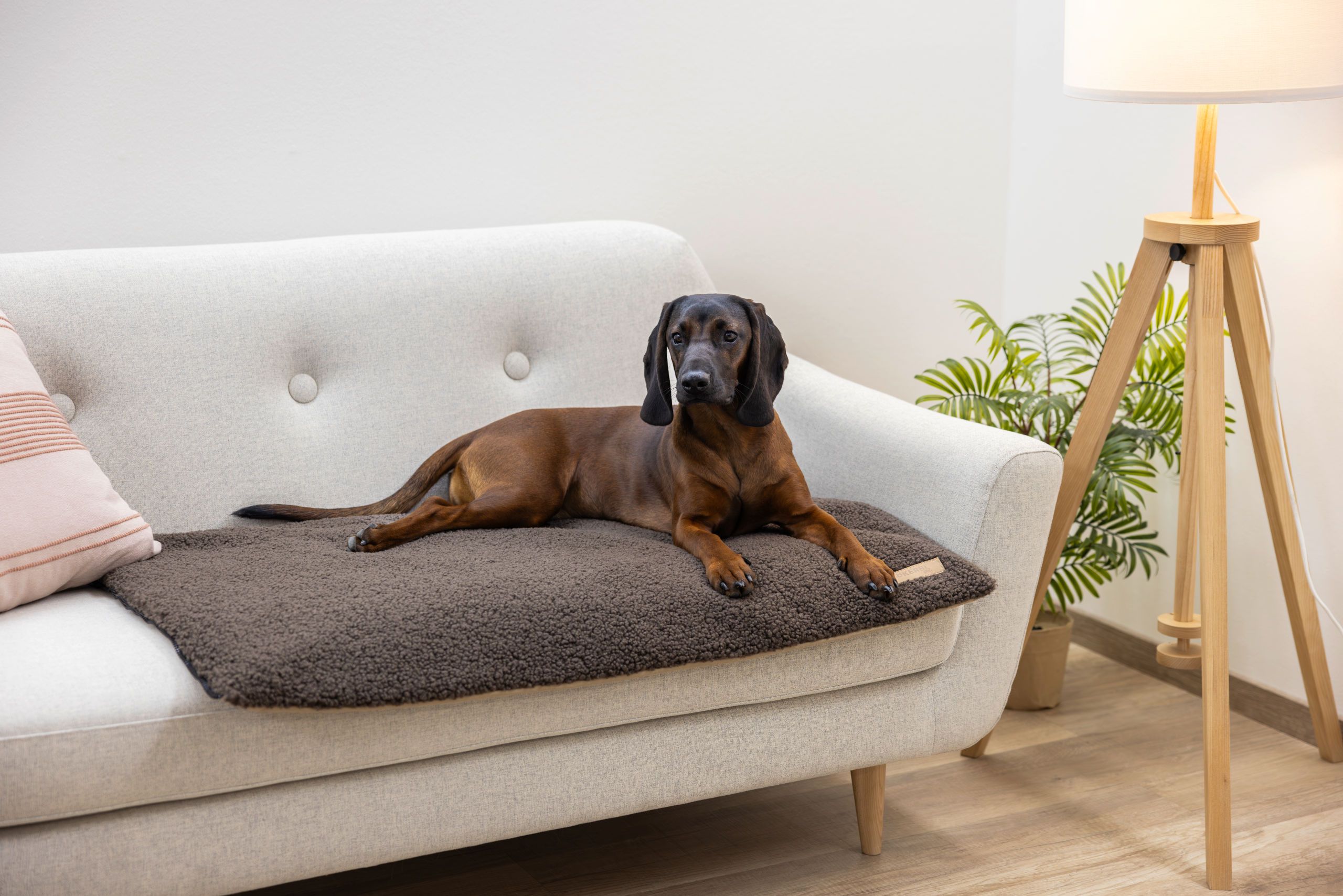 dog, mahogany, sofa, pet bed, indoor