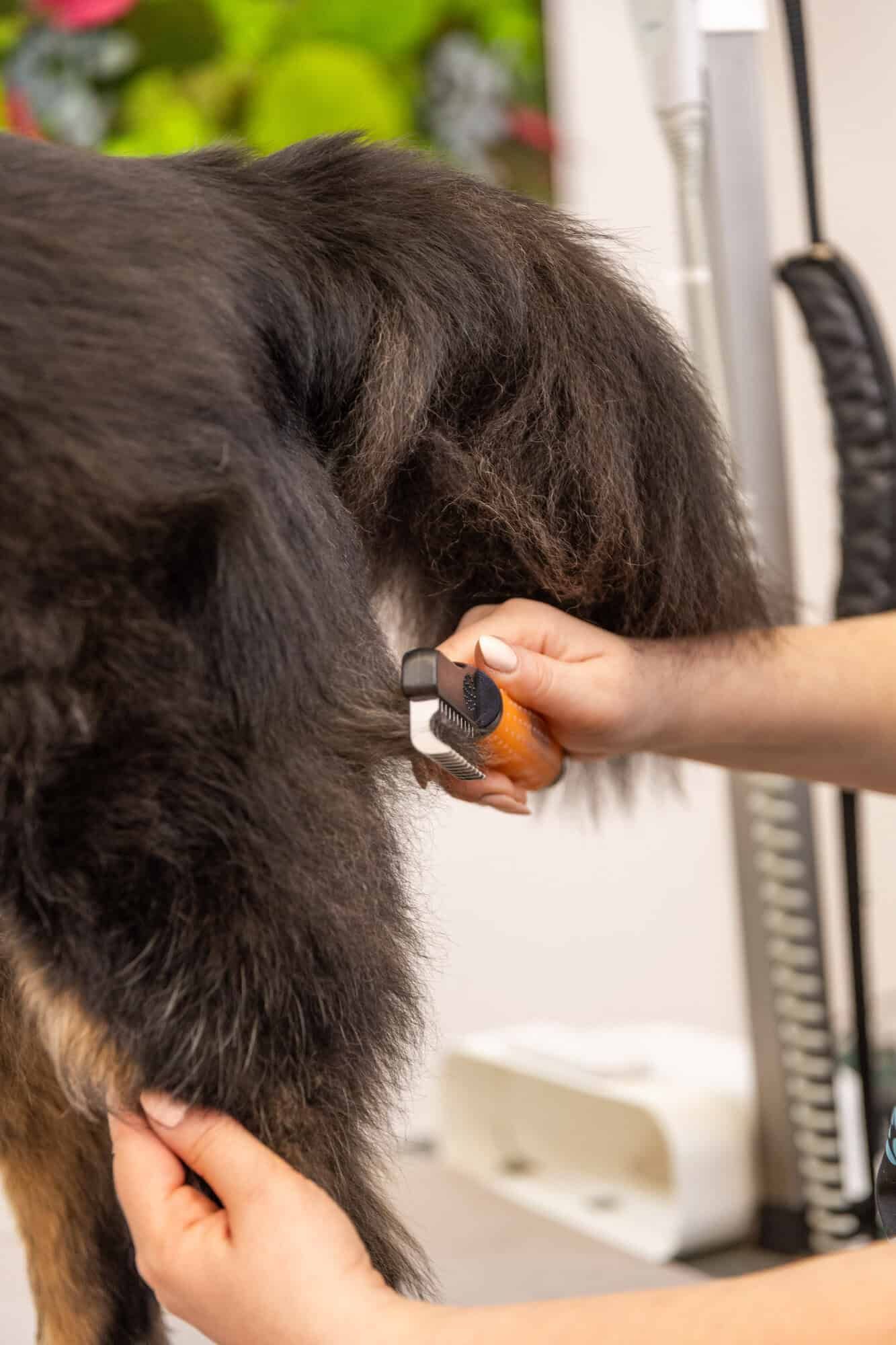 Wahl Entfilzungskamm für Hunde gegen Knoten, orange, im Einsatz
