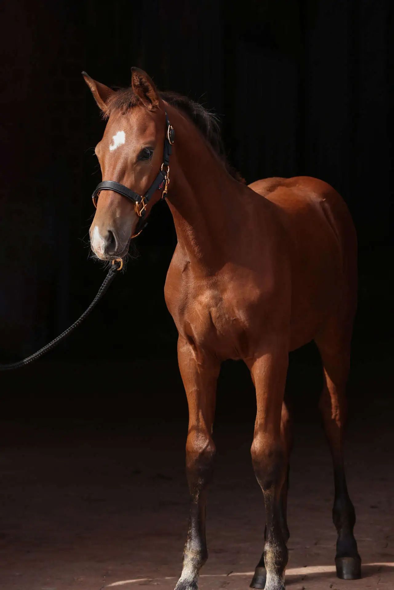 Licol pour poulain Covalliero TopLine, réglable 2 fois, en utilisation