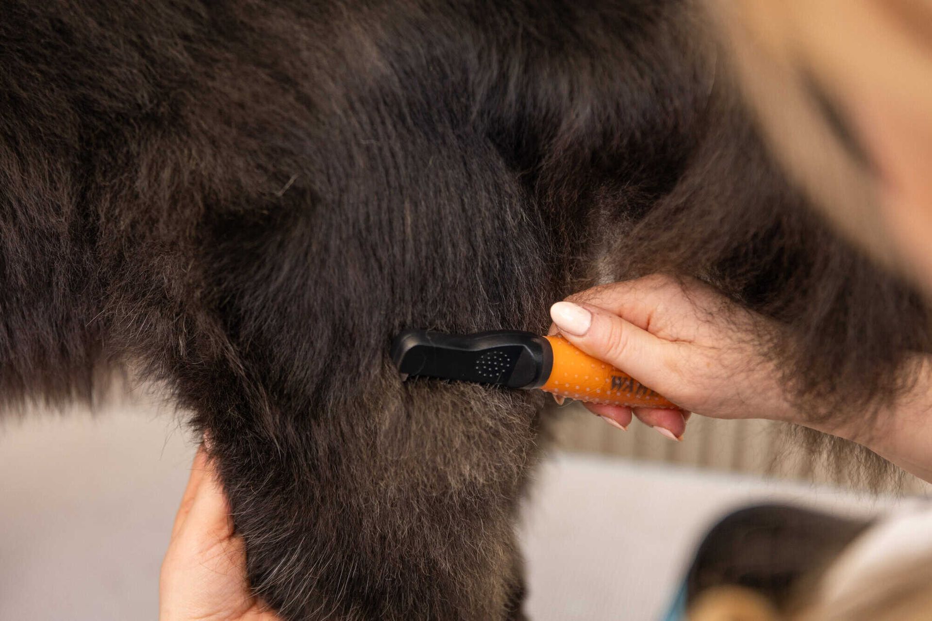 Wahl pettine districante cani contro i nodi, arancione, in uso
