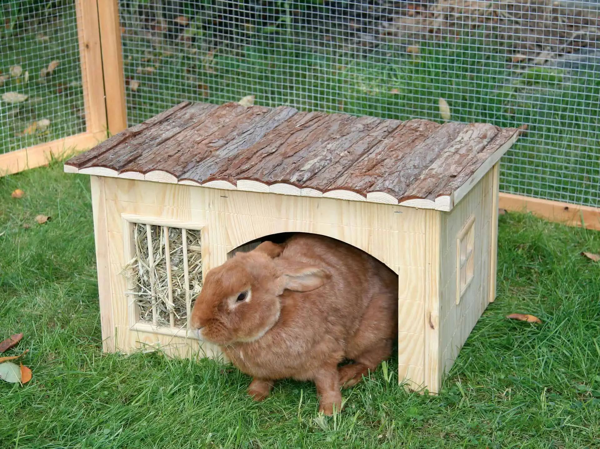 Lapin brun assis devant une petite cabane en bois au toit d'écorce, en enclos extérieur
