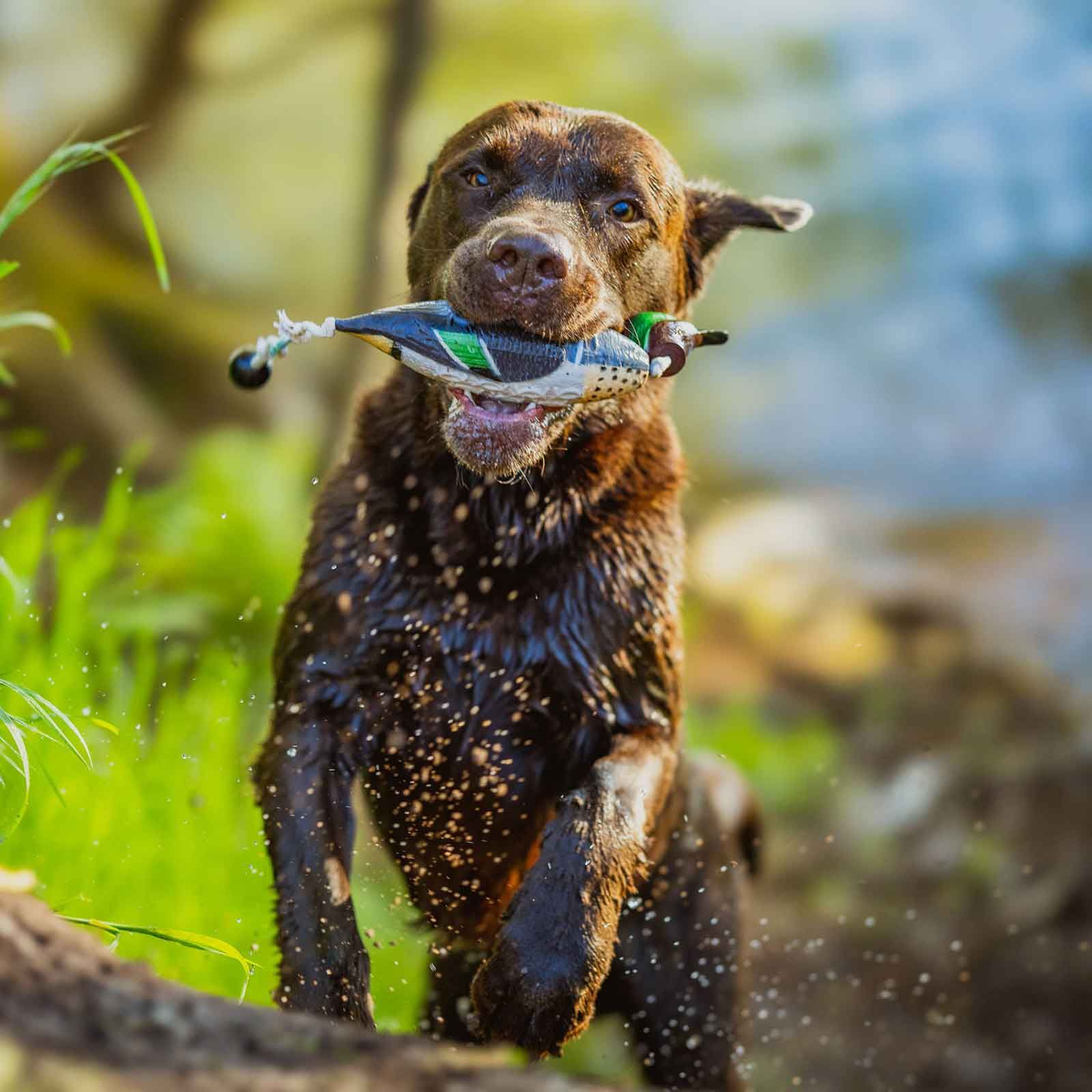 Dummy HP&G pour chiens de chasse à la sarcelle, en utilisation