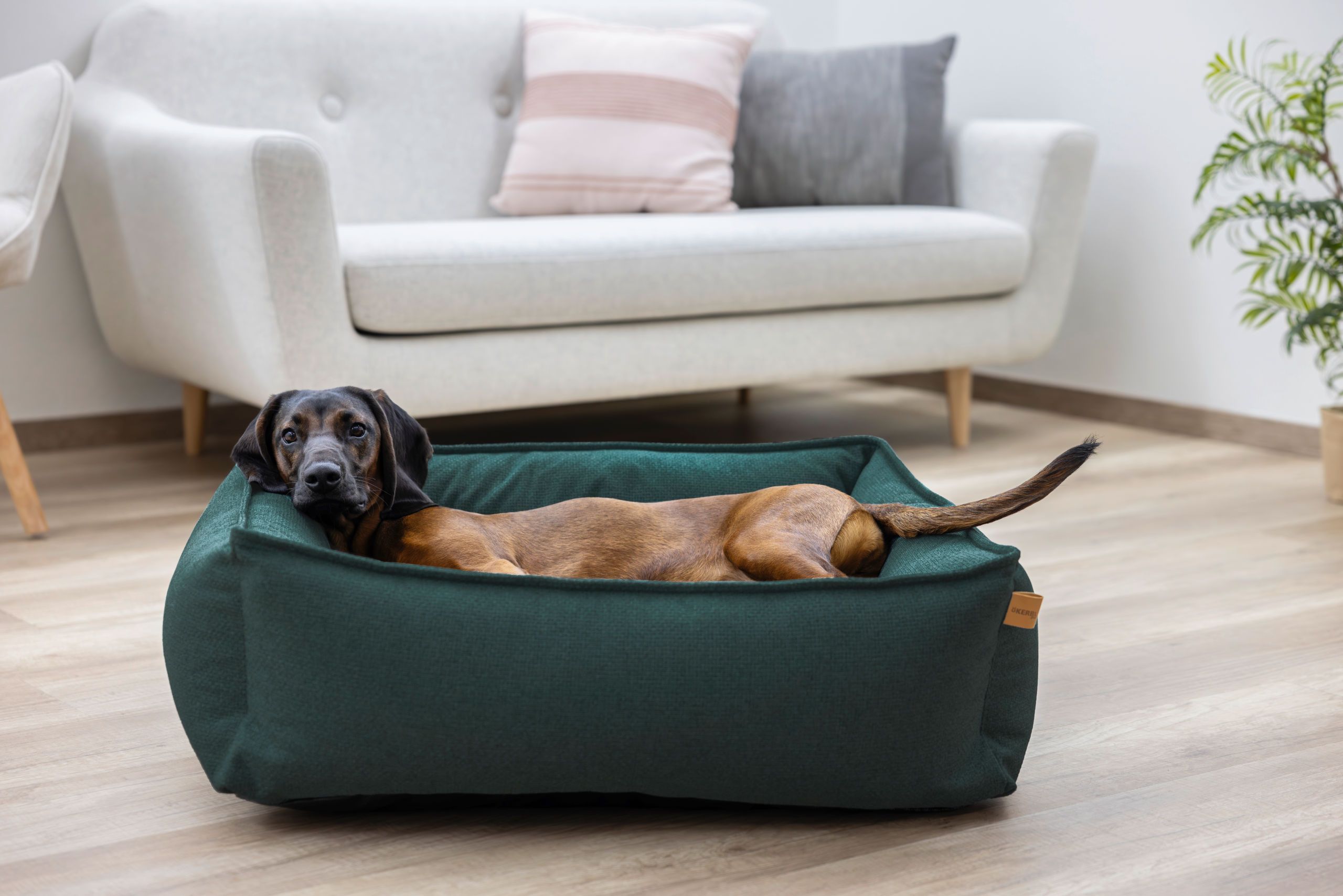 dog, dog bed, pet bed, green bed, indoor scene