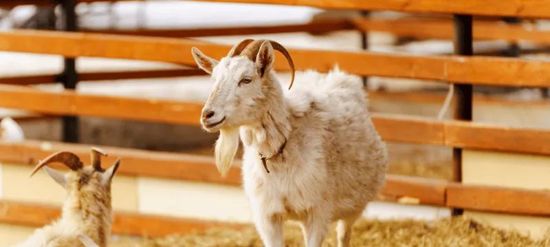 Accessoires pour chèvres