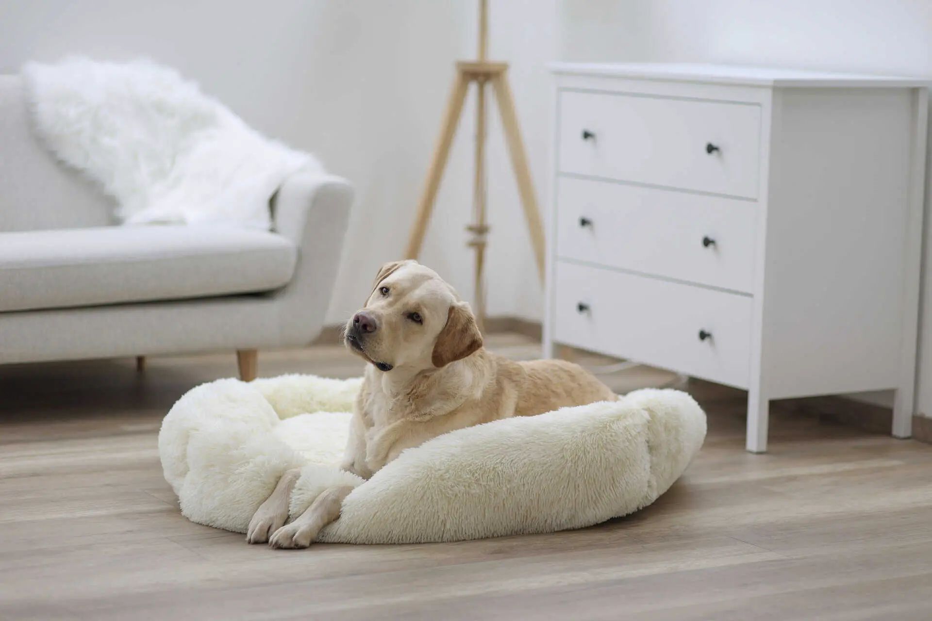 Kerbl Cuccia Fluffy crema, cuscino peluche morbido, in uso, in casa