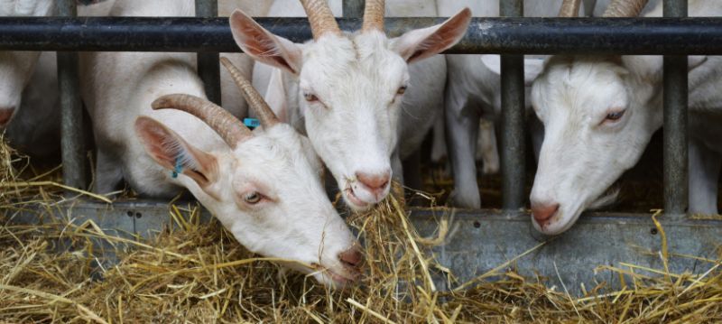 Hay Rack Goats