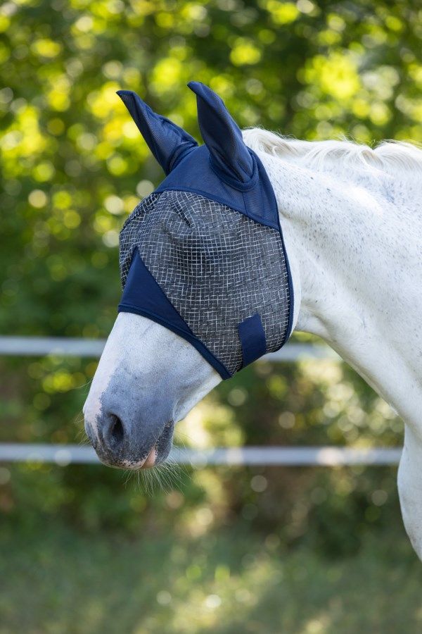 horse, fly mask, mesh, blue, equestrian