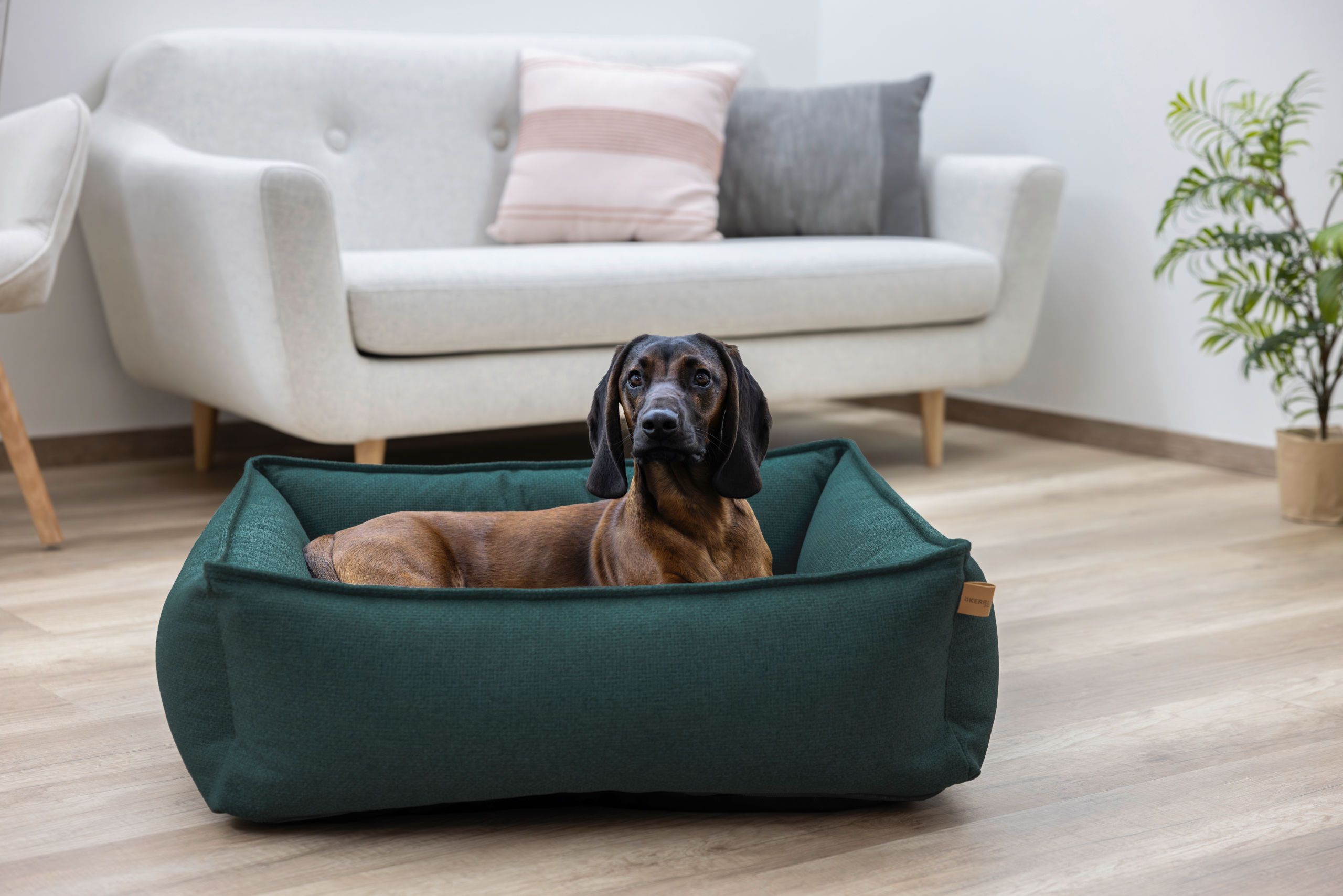 dog, pet bed, brown, short coat, indoor