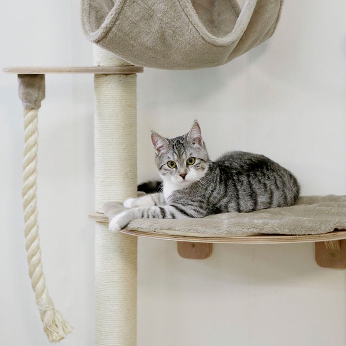 Kerbl Wall Scratching Post DOLOMIT GRAPPA PRO 138 cm, in use
