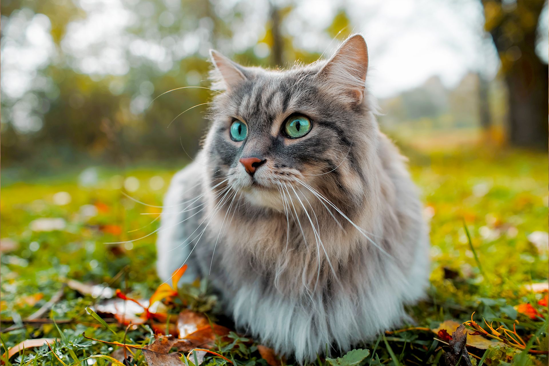 Langhaarige graue Katze mit blaugruenen Augen sitzt im Gras zwischen Herbstlaub