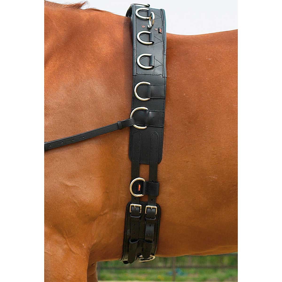 BUSSE Sangle de longe PROFESSIONAL-LEDER, cuir robuste, WB, en utilisation