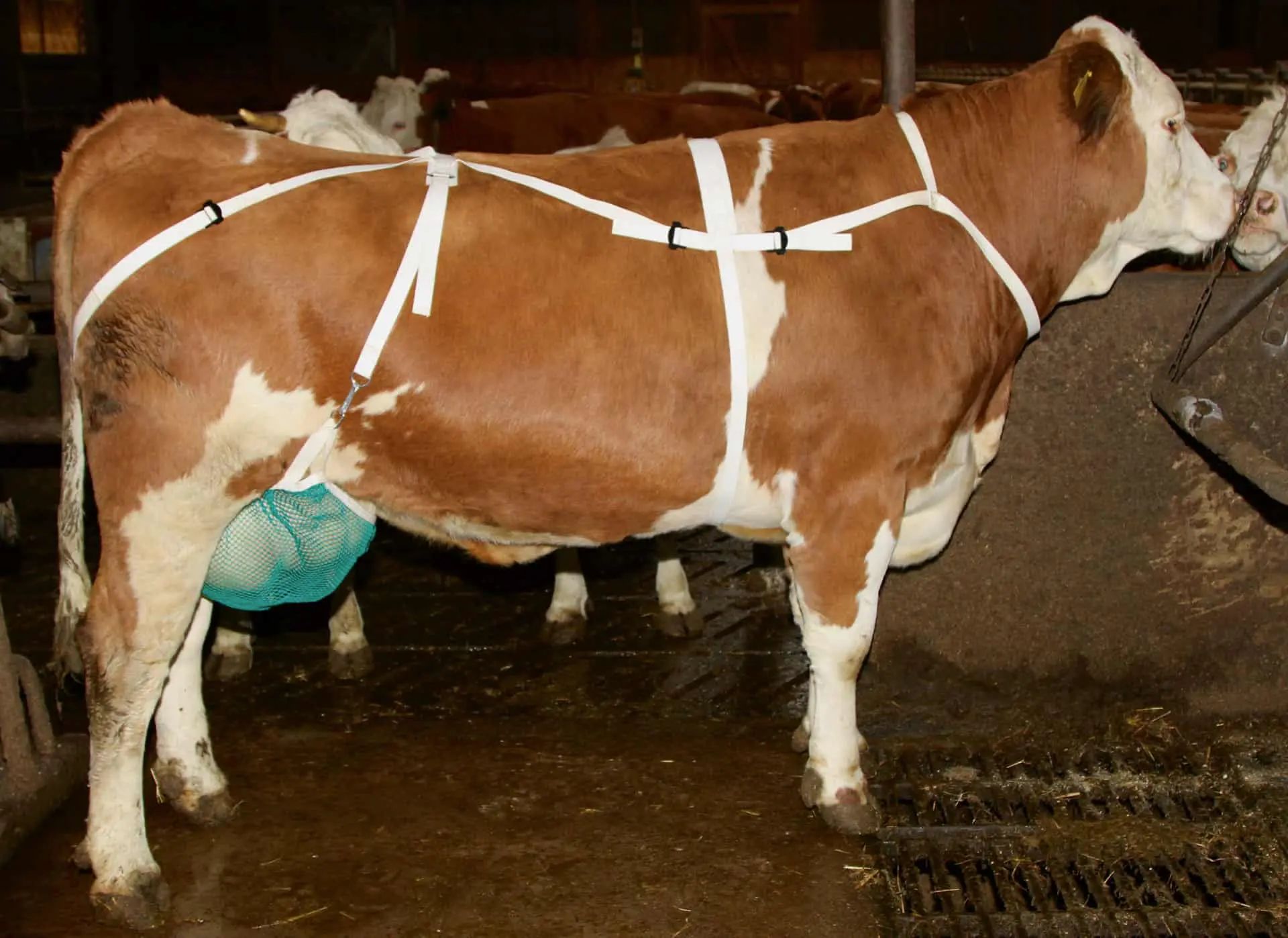 Kerbl Udder Protection Net with Neck Strap, Green, in use, in the stable
