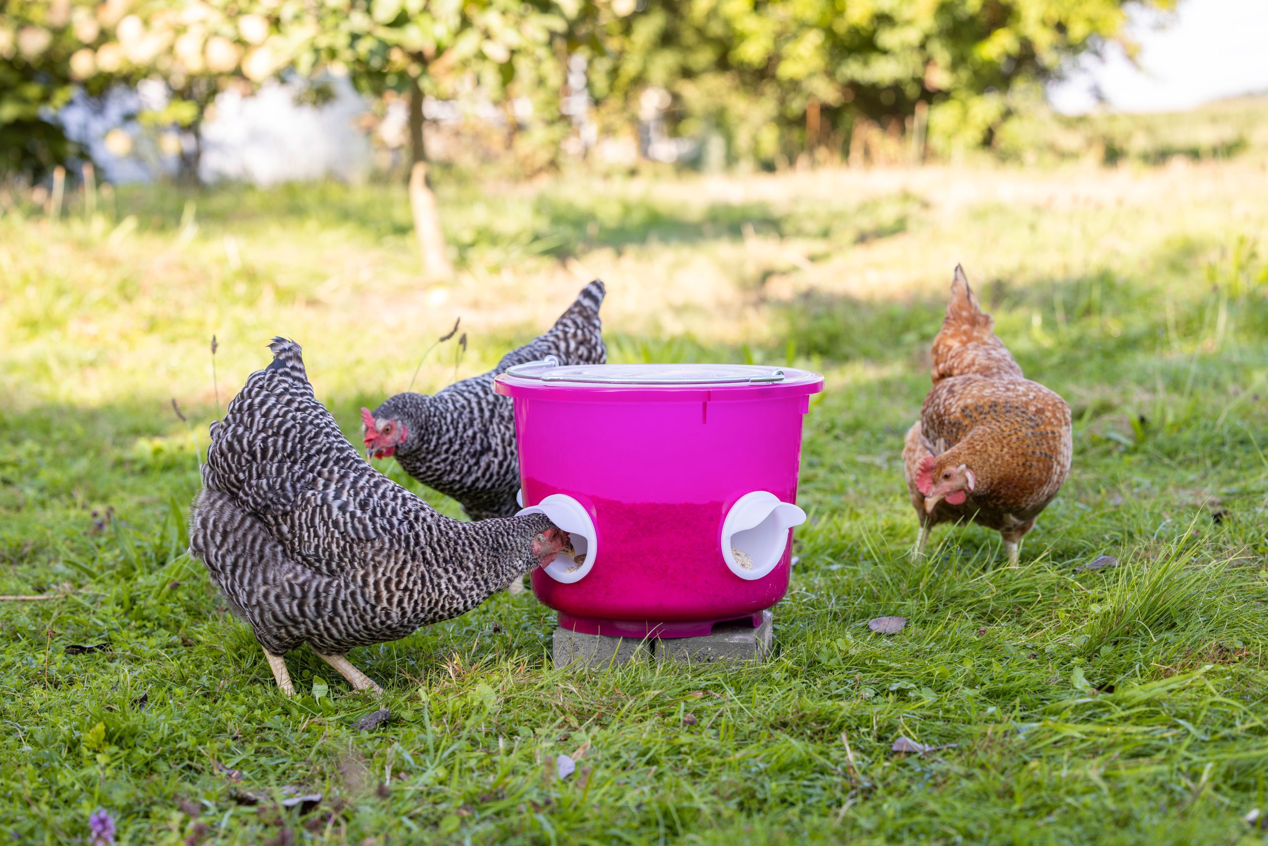 chicken, poultry, feeder, waterer, pink container