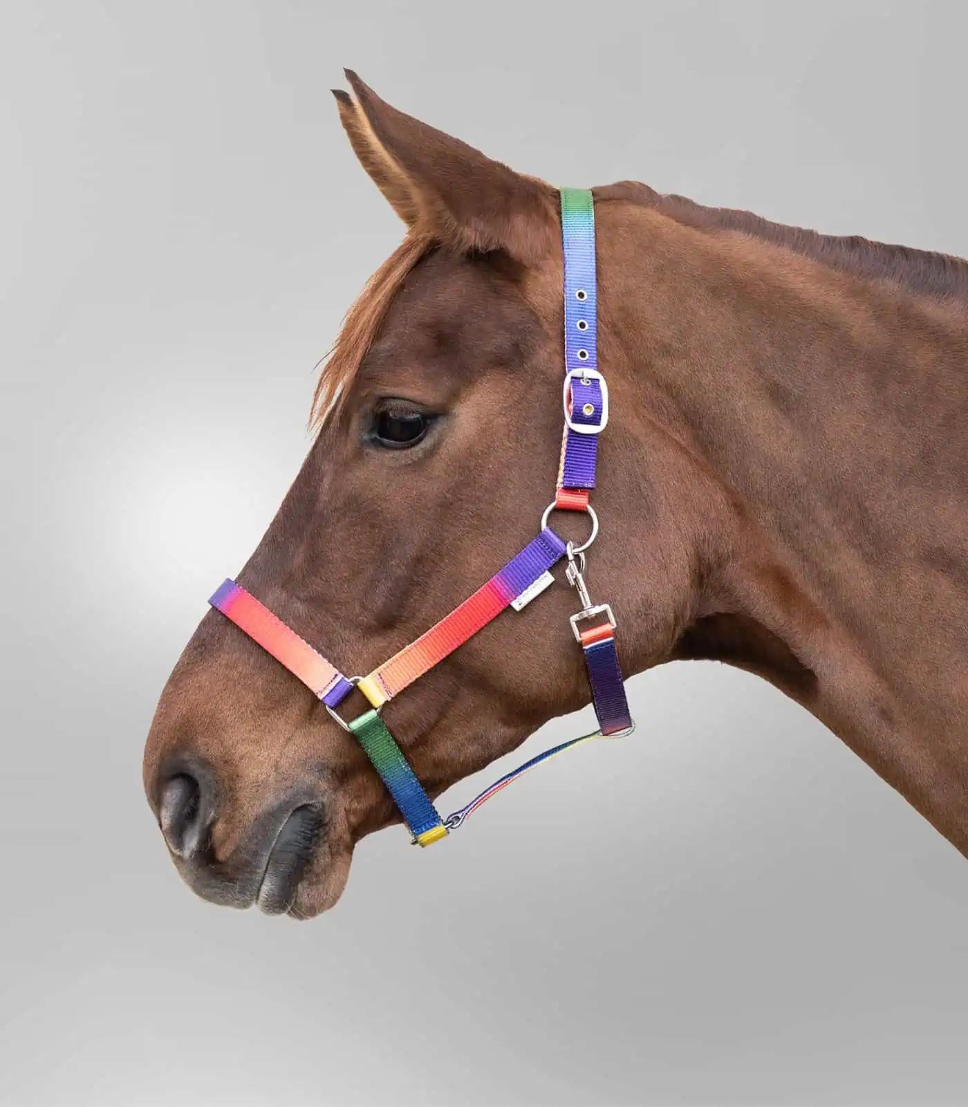 Licol Arc-en-ciel Waldhausen, Multicolore Néon pour Cheval & Poney, Cob