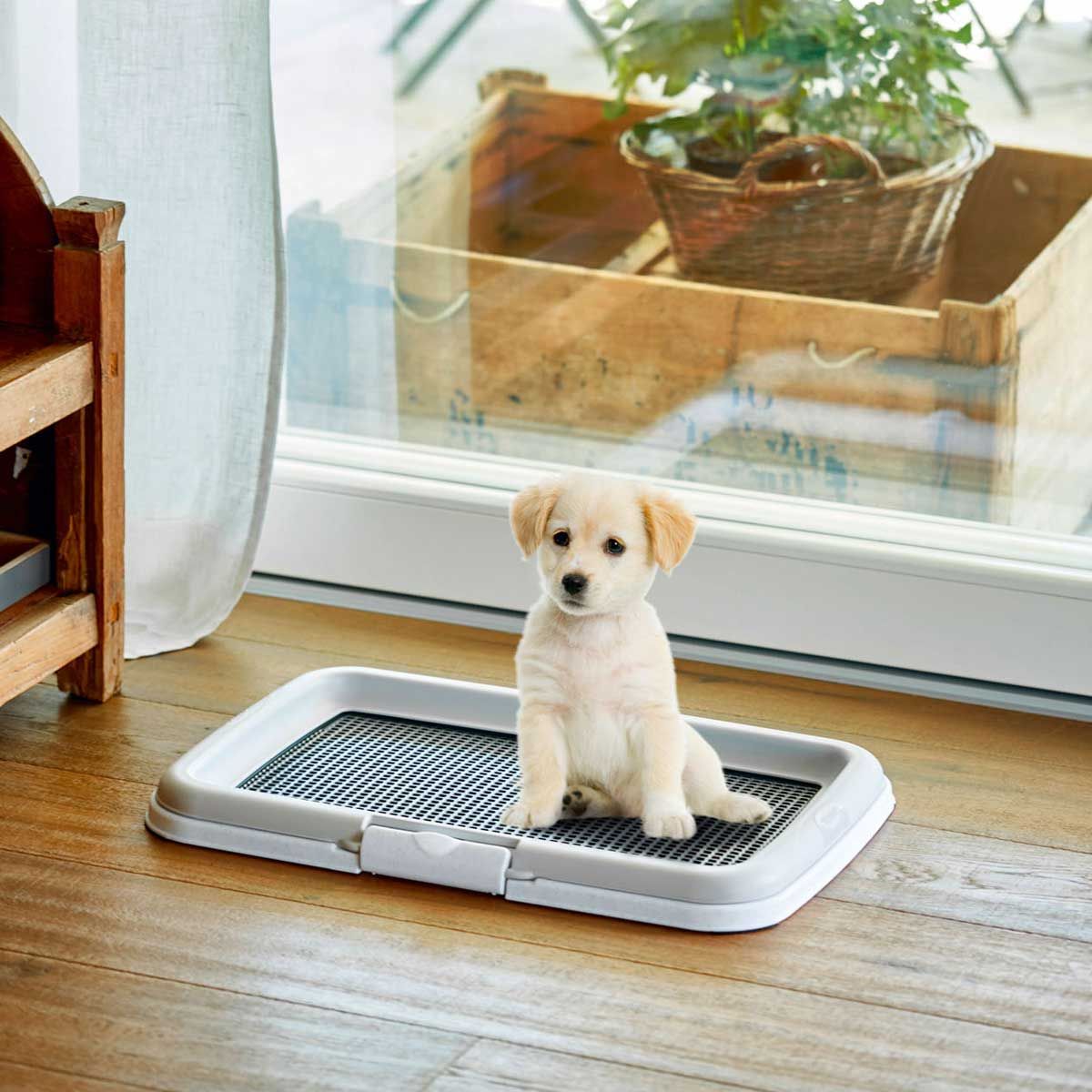 Kerbl Kölyökkutya WC Puppy Training Set összecsukható kerettel 60x40 cm, használat közben
