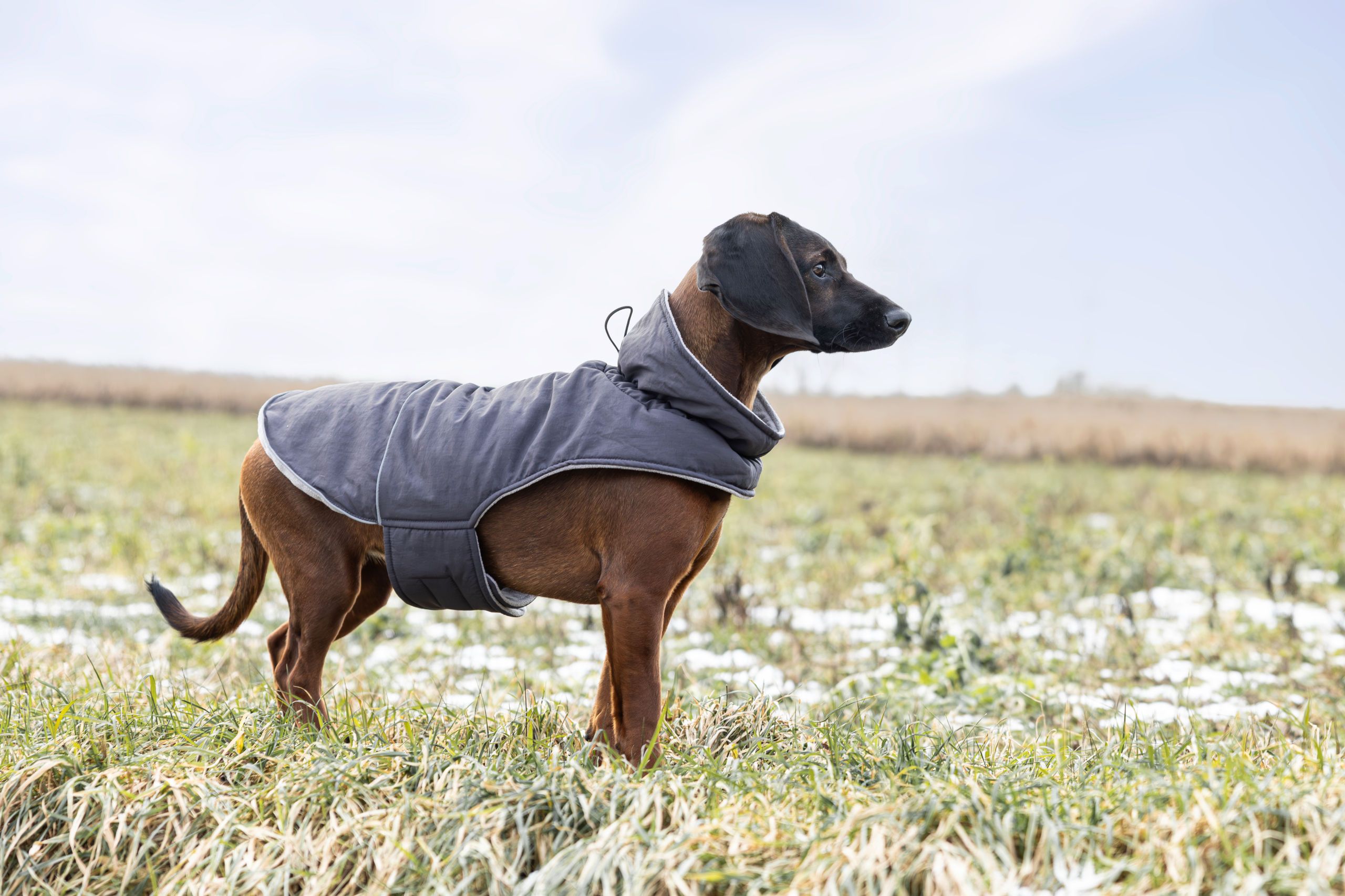 Hundemantel, Hundejacke, Wintermantel, Tierkleidung, gefütterter Mantel