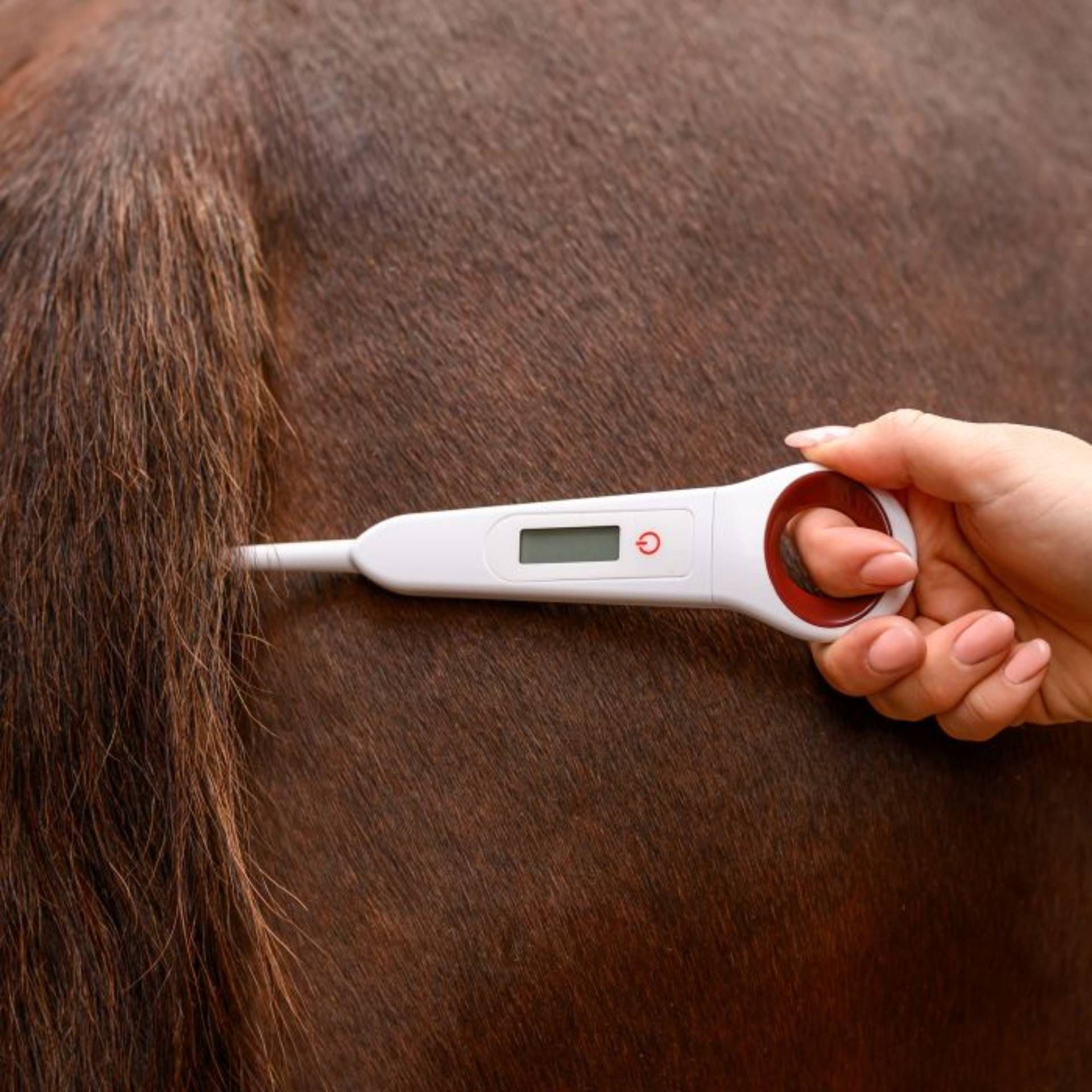 thermometer, digital thermometer, medical, oral thermometer, white device