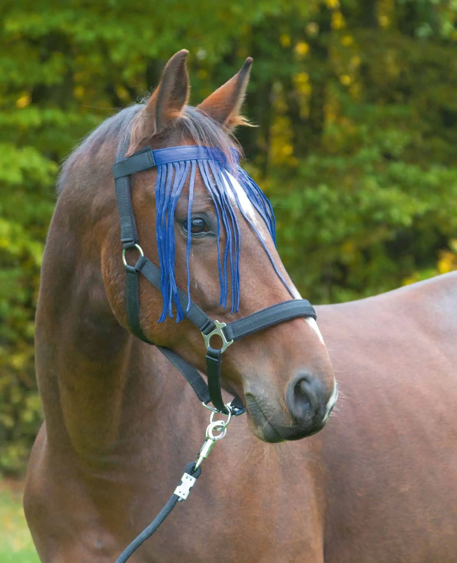 Covalliero Fliegenfransenband mit Klettverschluss für Pferde, navy cob