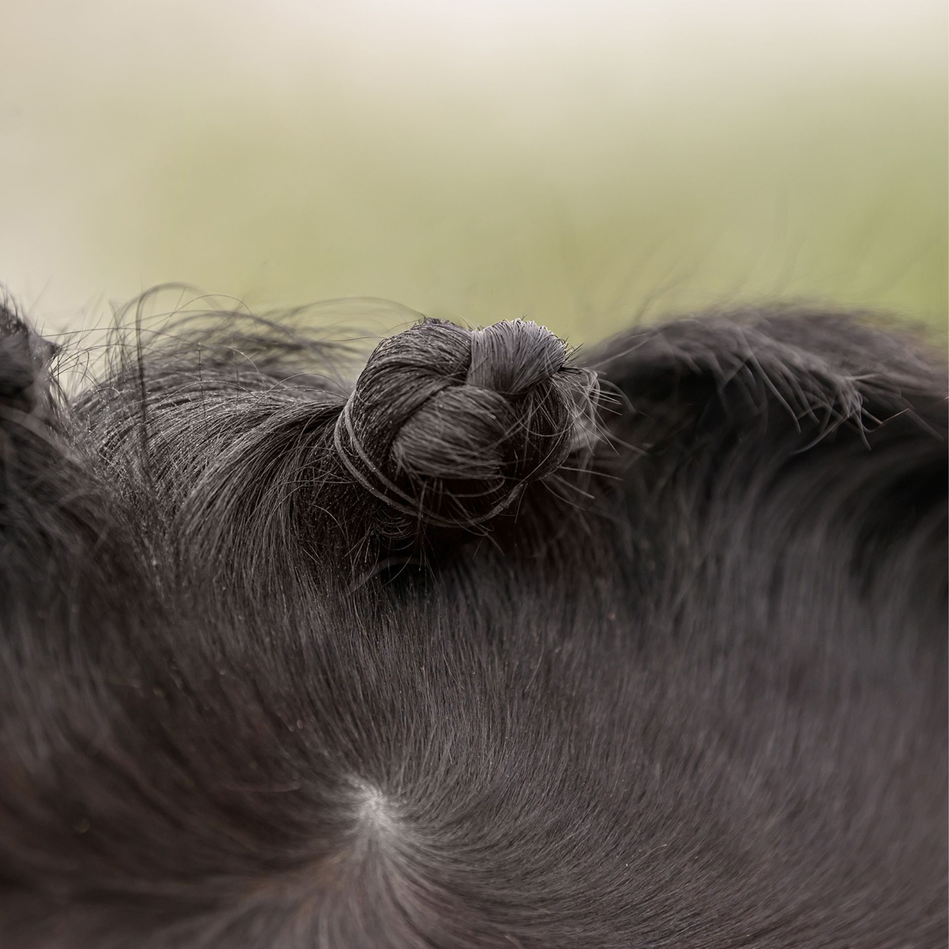 hair, bun, updo, black hair, hair accessory?